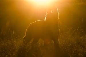 dog silhouette sunlight 4k 1540574878