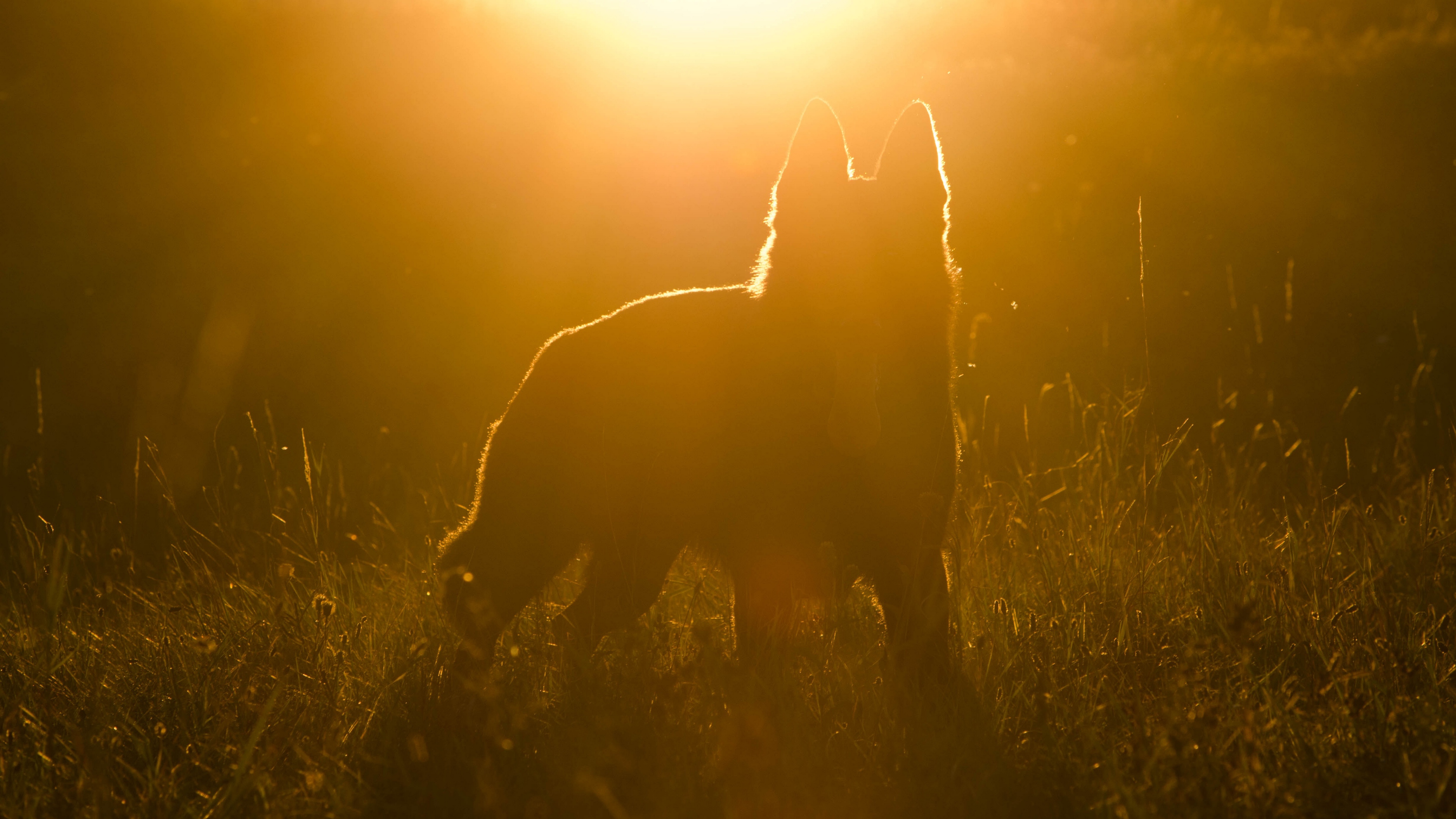 dog silhouette sunlight 4k 1540574878