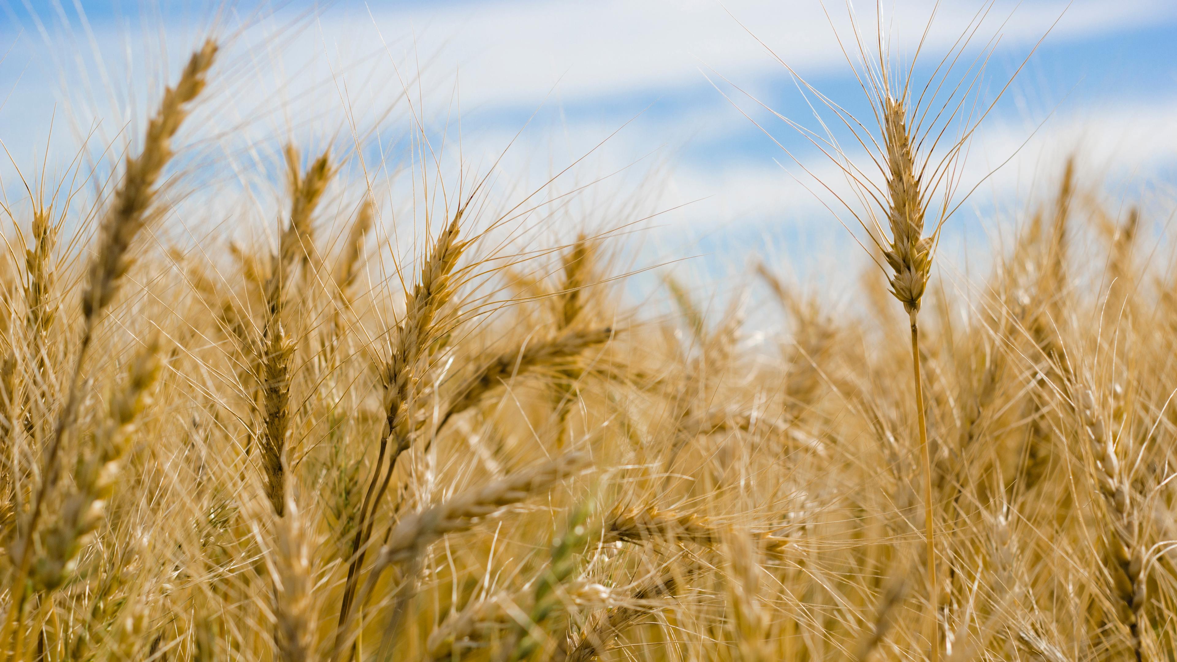 dry wheat farm 4k 1540141088