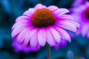 echinacea flower petals 4k 1540064369