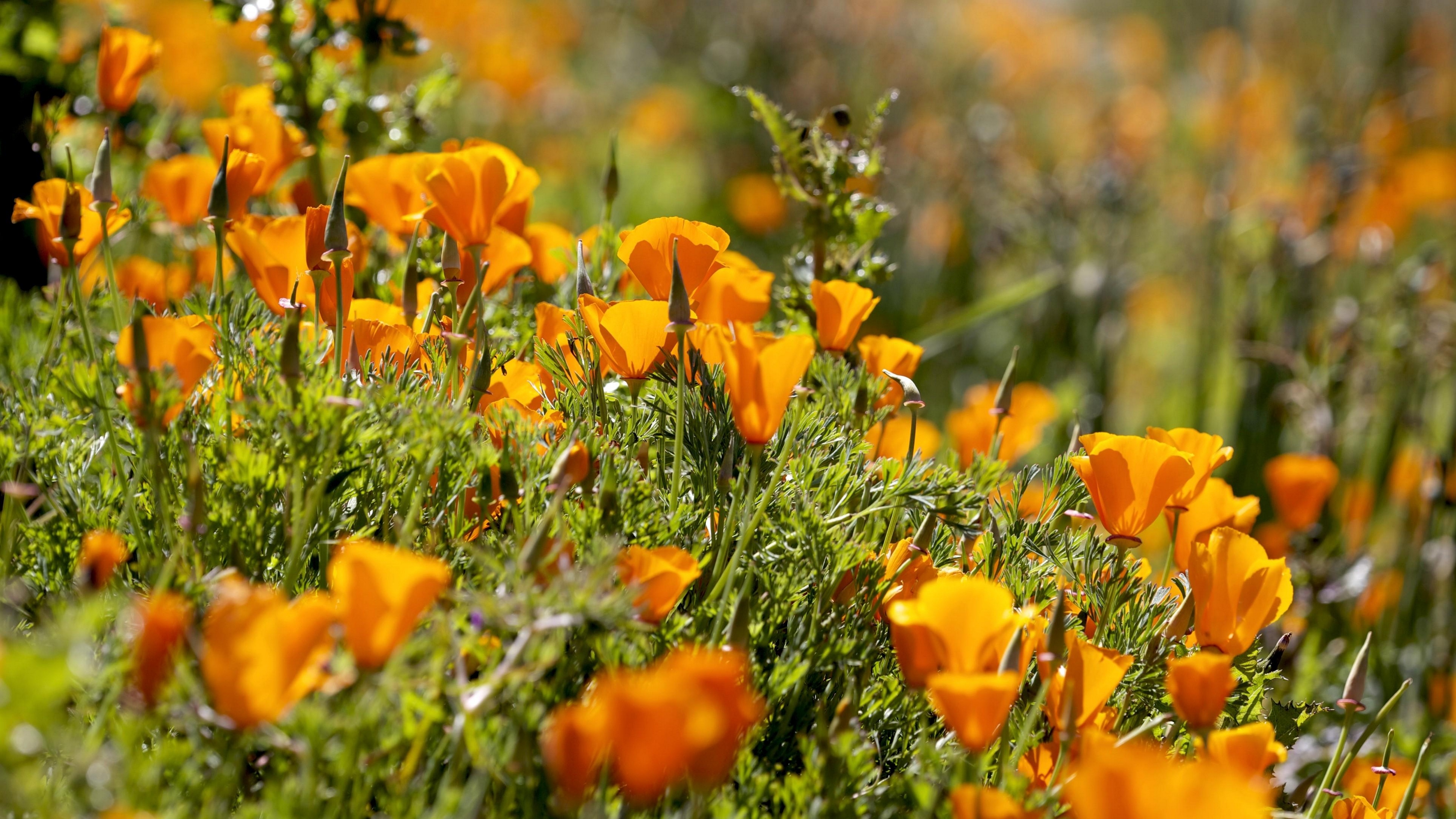 eshsholtsiya flowers slope grass sun blurring 4k 1540064143