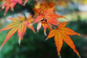 fall leaf autumn maple golden snitch 4k 1540135275