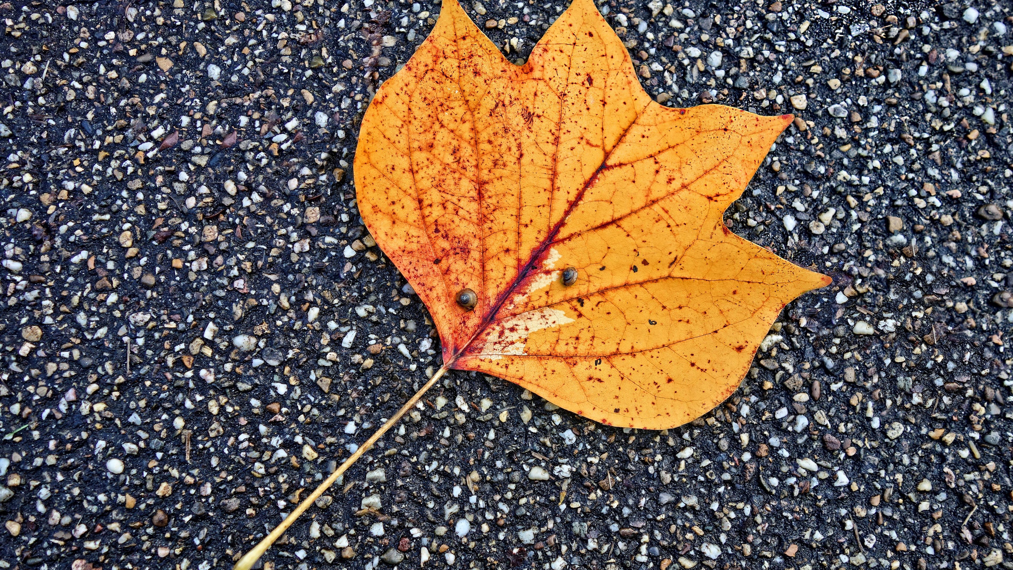 fallen leaf autumn 4k 1540134137