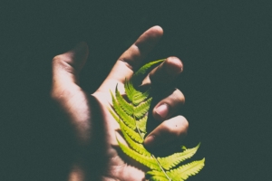 fern leaf hand shadow 4k 1540574644