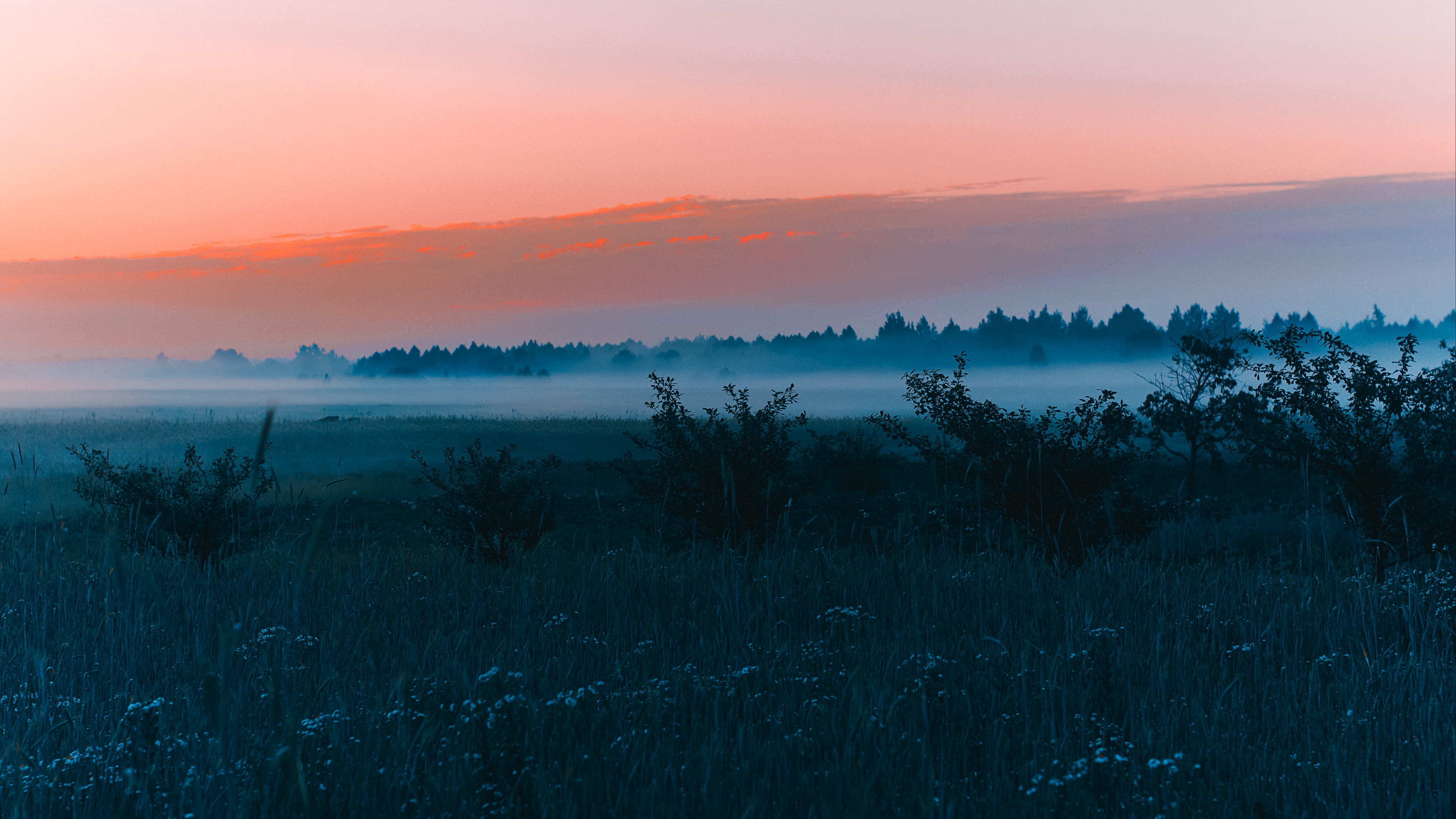 field fog dawn grass landscape forest 4k 1540145830