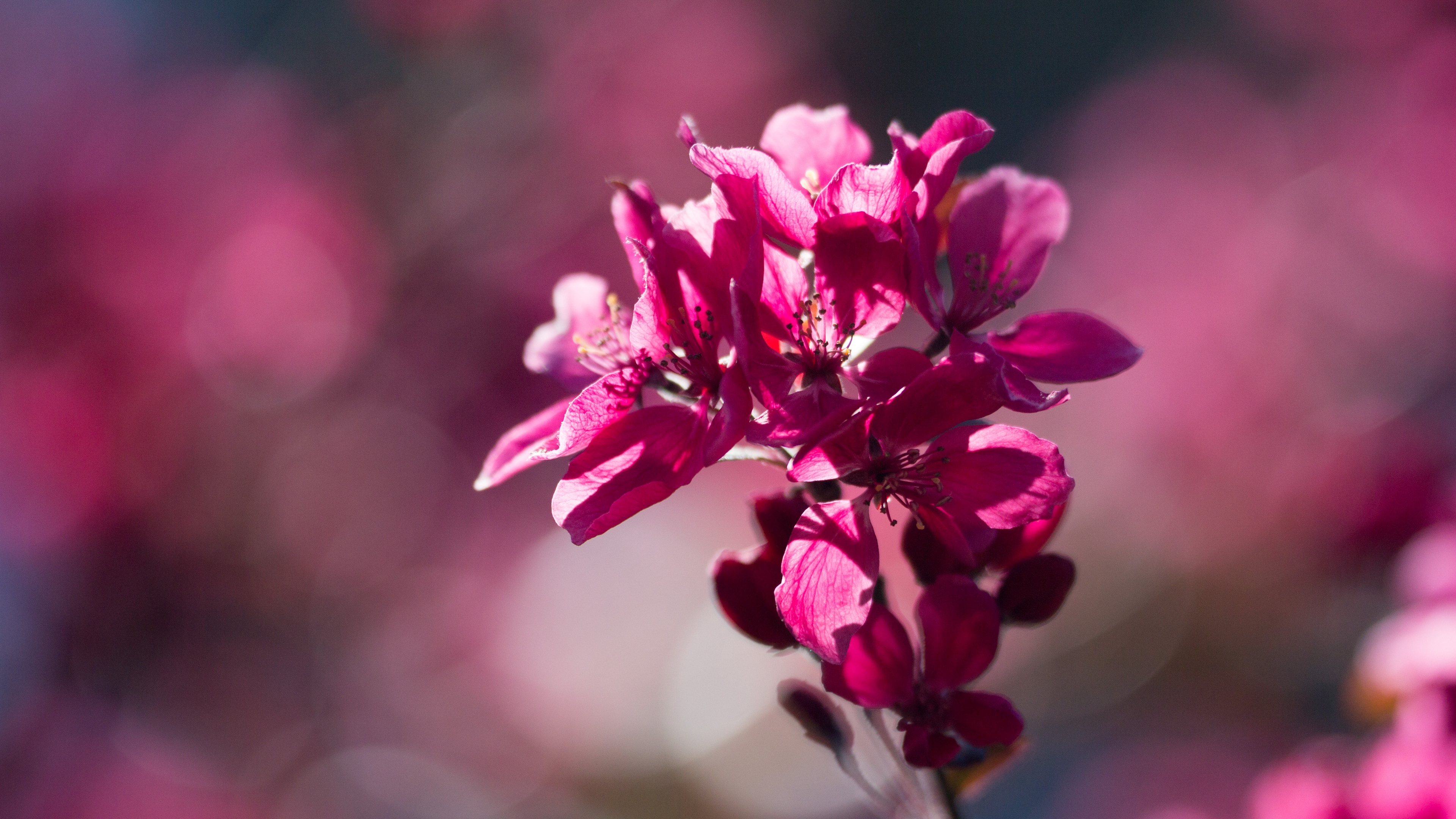 flower bloom spring cherry 4k 1540064491