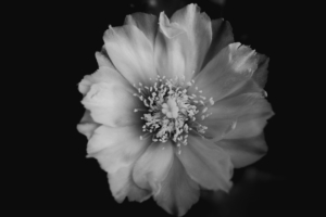 flower bw bud petals 4k 1540064562