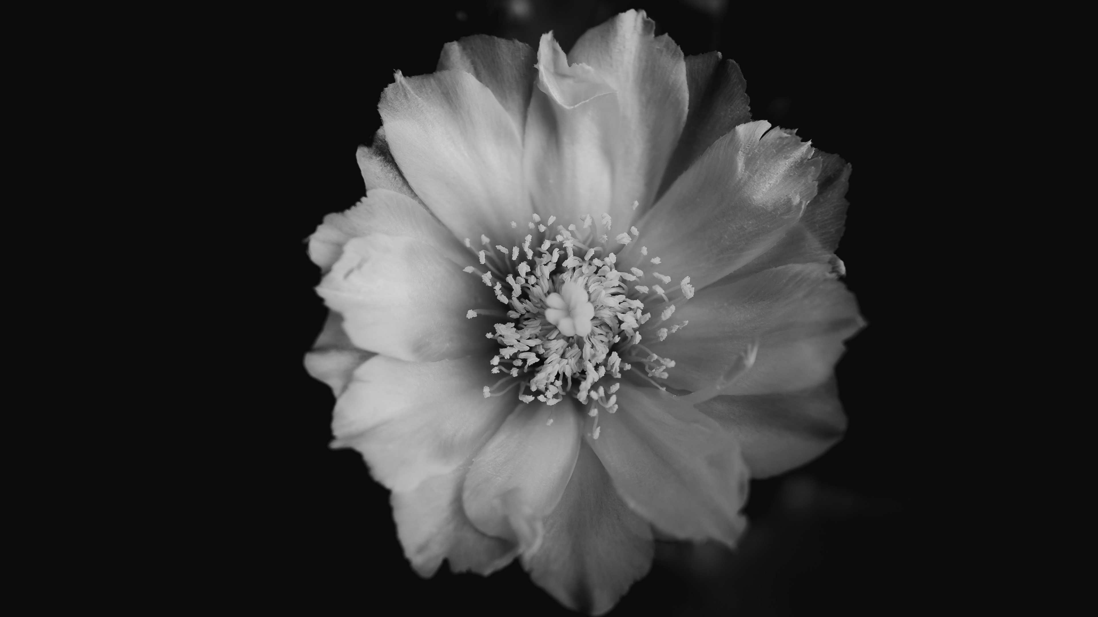 flower bw bud petals 4k 1540064562