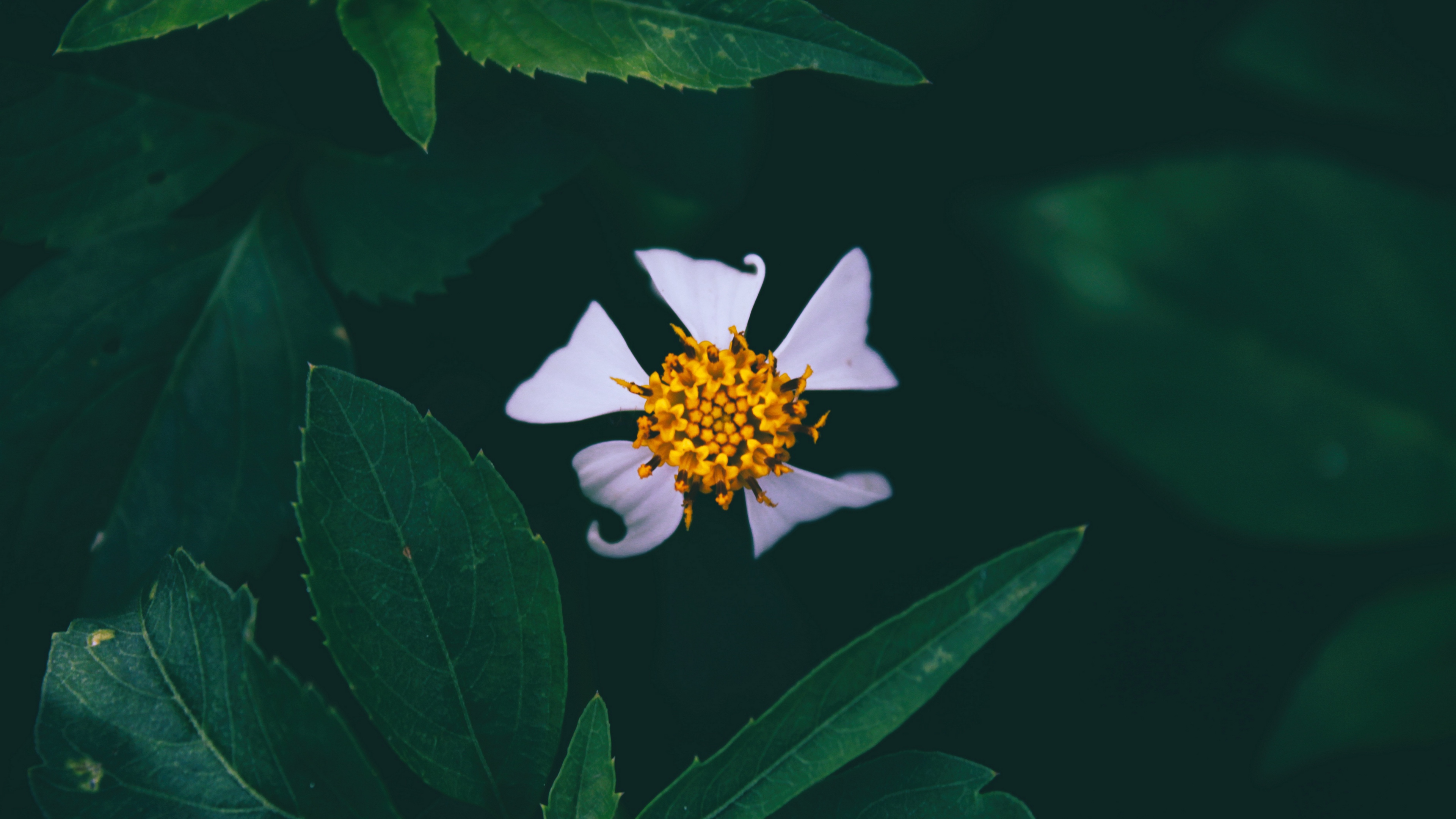 flower closeup bud petals 4k 1540064427