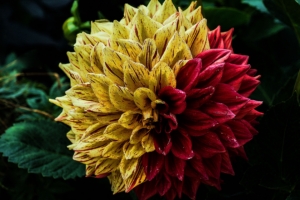 flower dahlia decorative 4k 1540065143