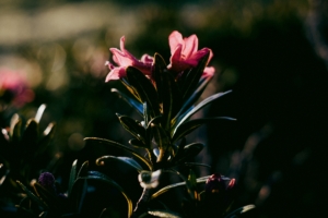 flower dark leaves petals 4k 1540574534