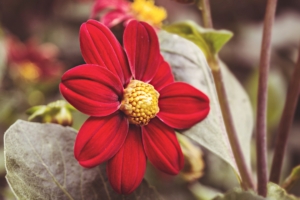 flower red petals close up 4k 1540064775