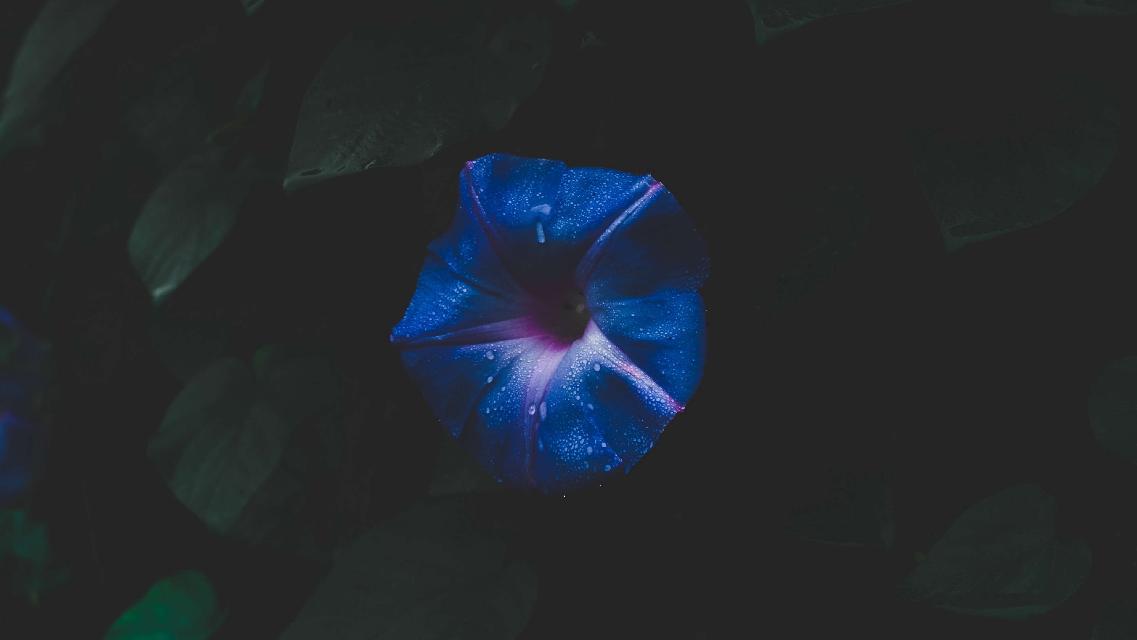 flower, space, foliage, dark 4k Wallpaper 4K