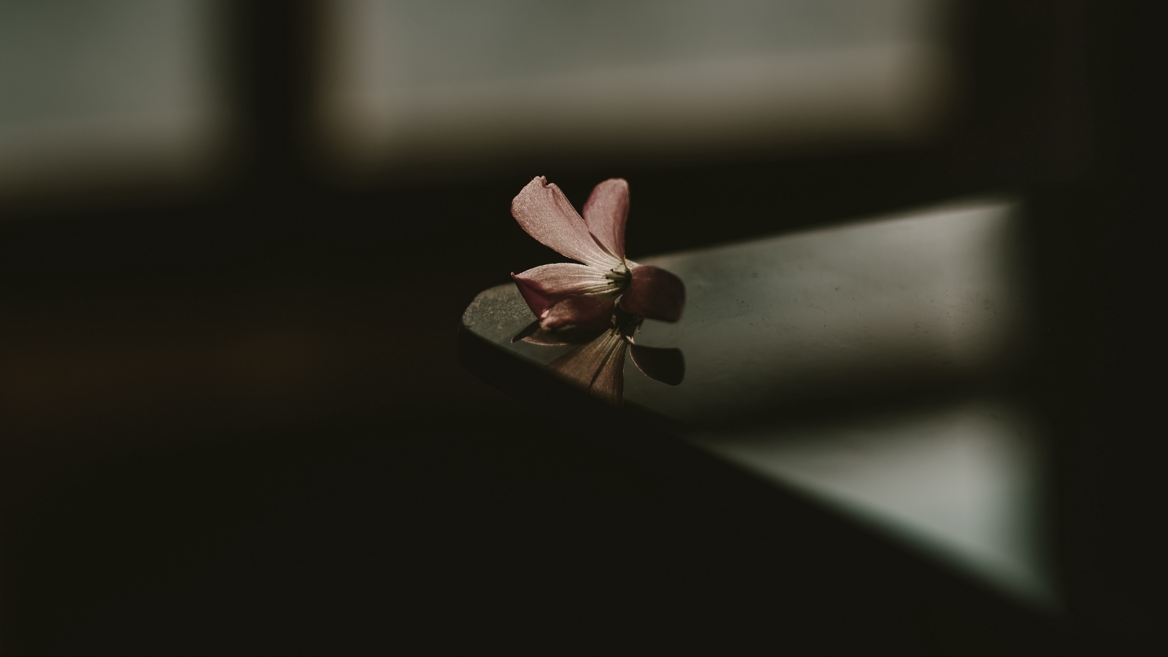 flower table shadow blur 4k 1540575099