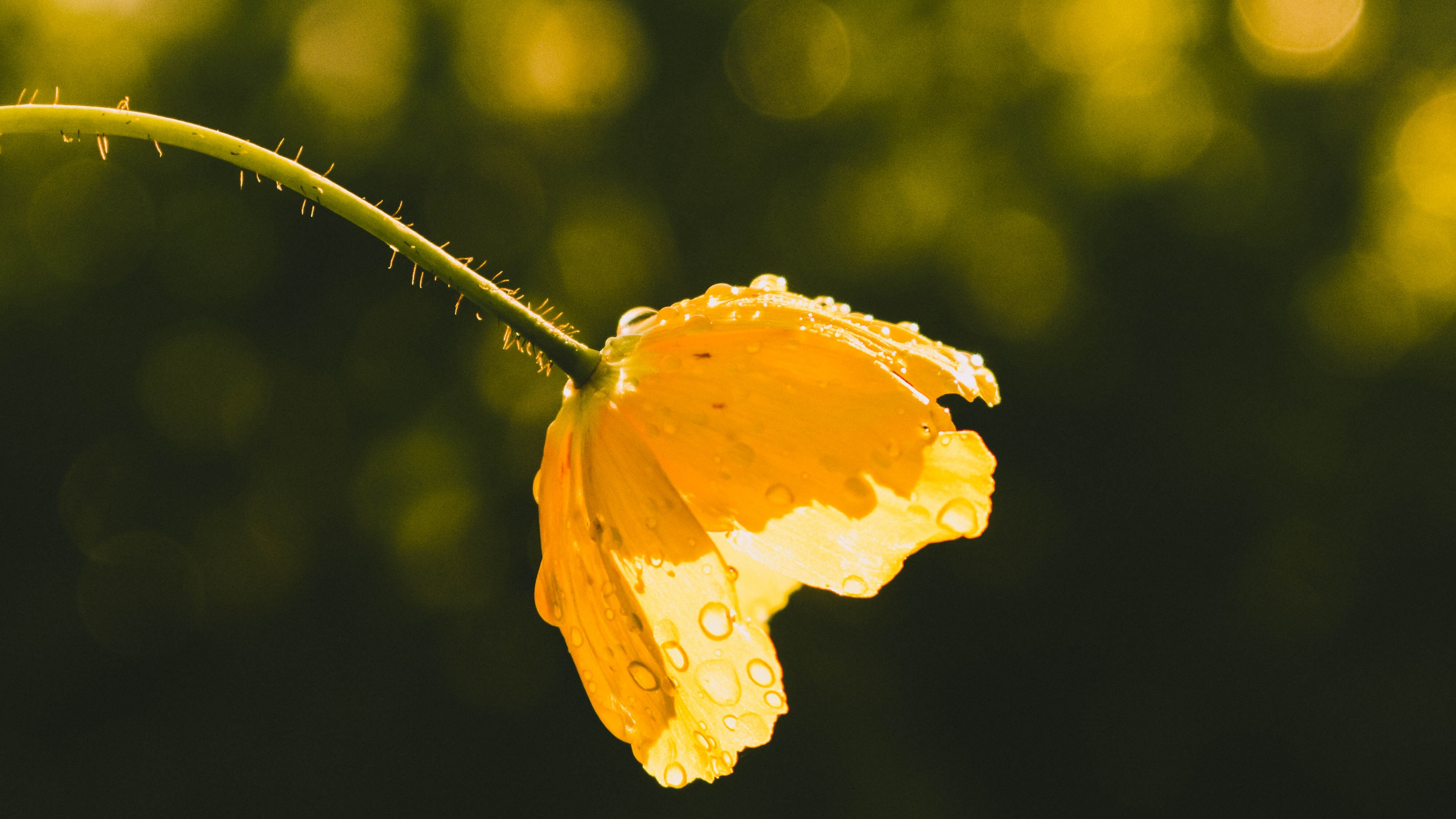 flower yellow bud drops sunlight 4k 1540064547