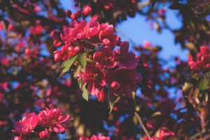 flowering flowers tree branches pink 4k 1540064498