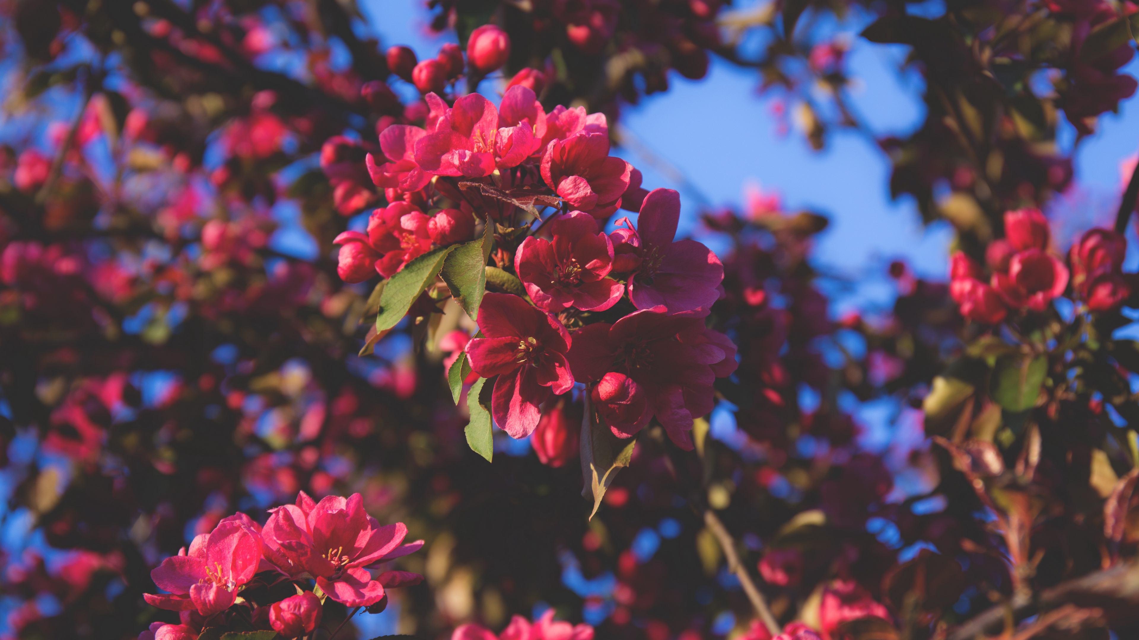 flowering flowers tree branches pink 4k 1540064498