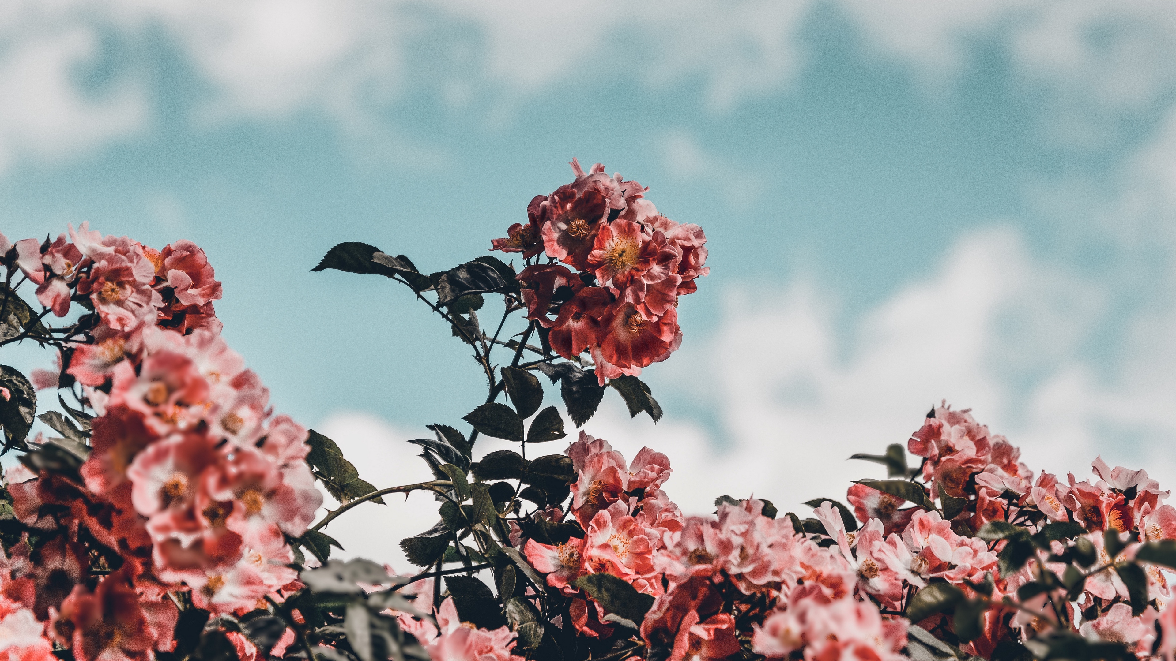 flowers bloom bush sky 4k 1540064896