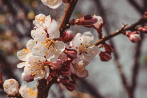 flowers bloom spring branch close up 4k 1540064508