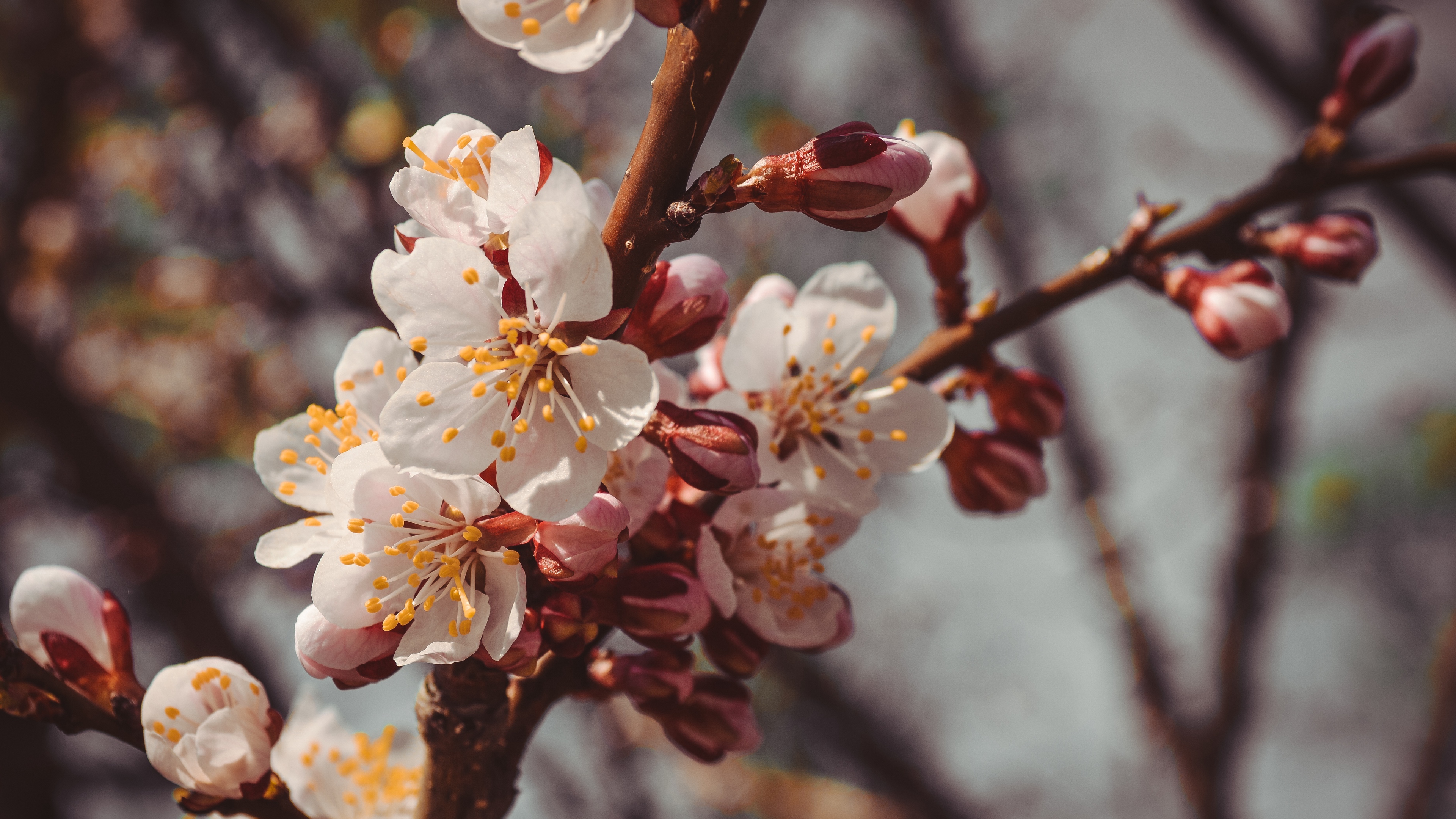 flowers bloom spring branch close up 4k 1540064508