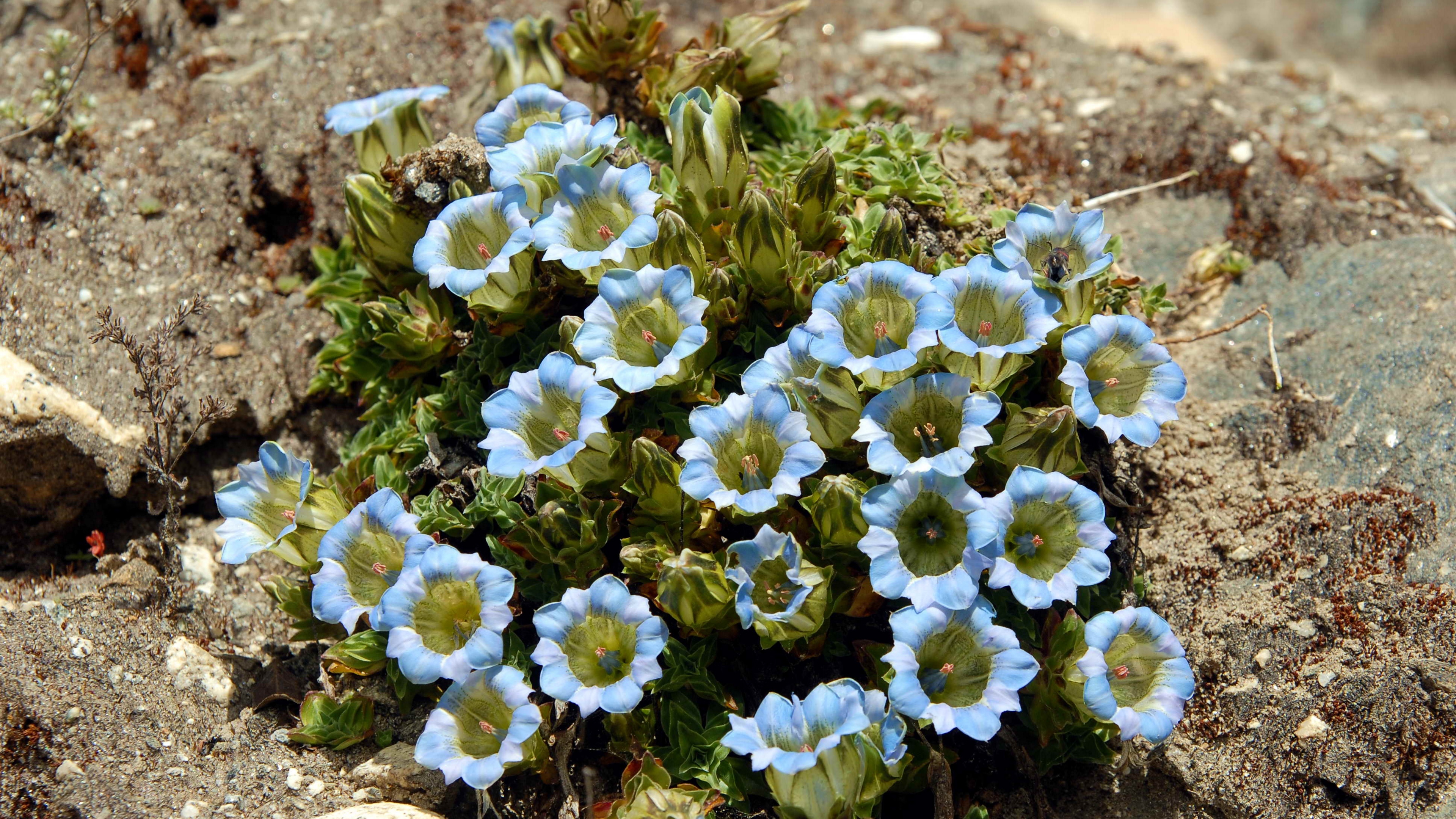 flowers blue stones close up 4k 1540064184