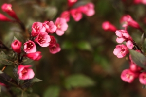 flowers blur bush 4k 1540064434