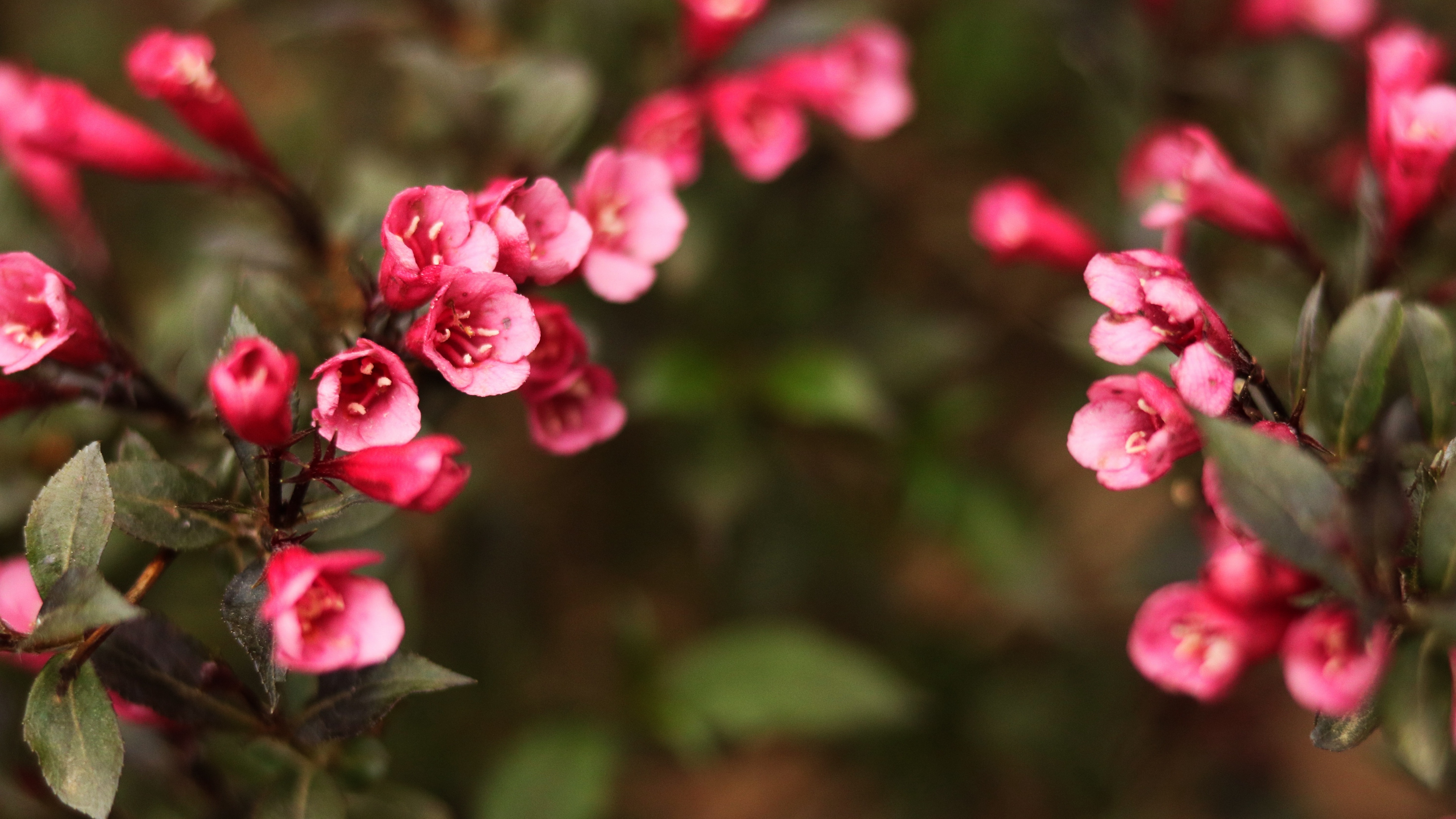 flowers blur bush 4k 1540064434