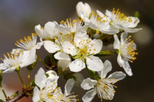 flowers branch flowering spring 4k 1540064888