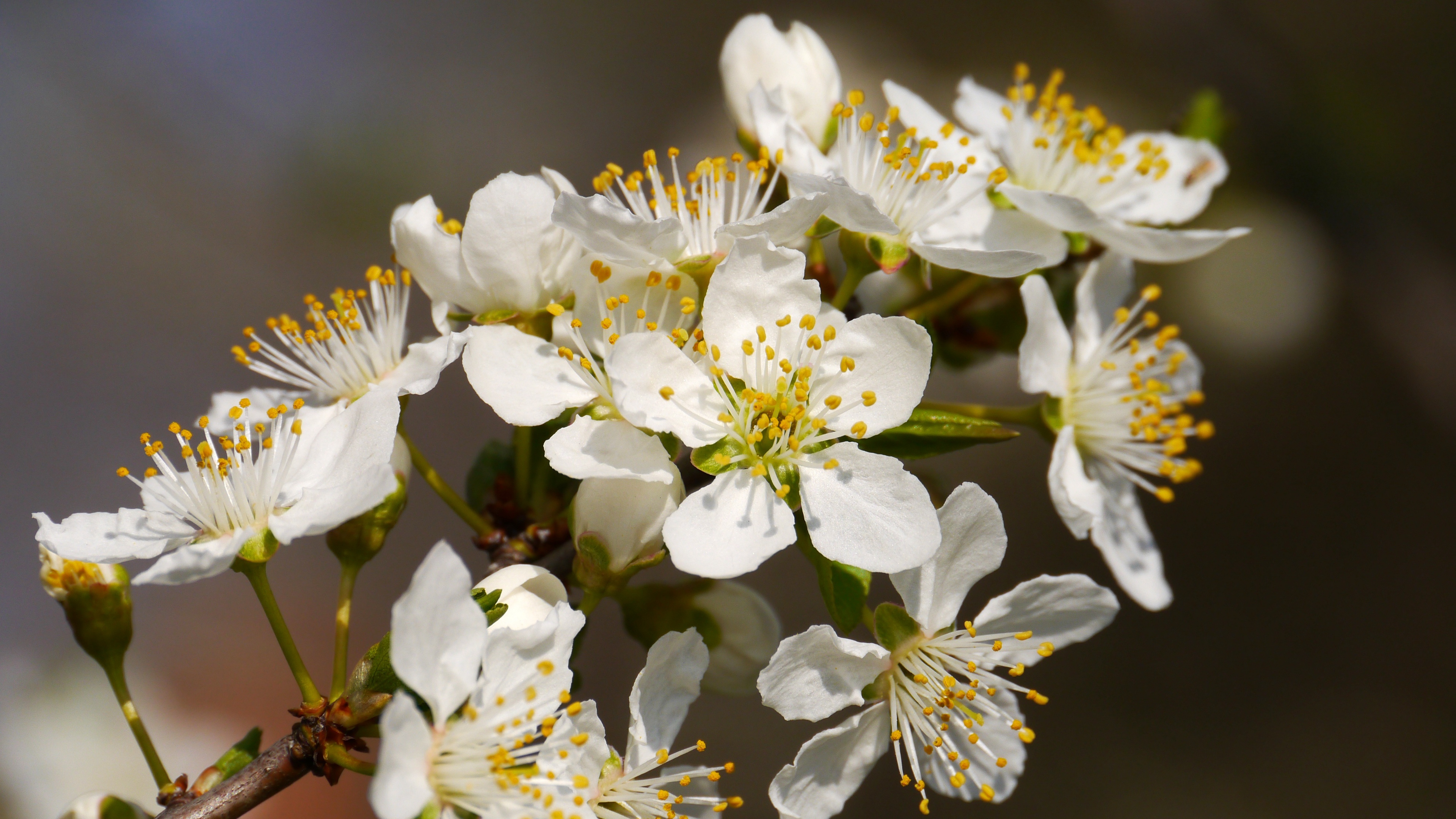 flowers branch flowering spring 4k 1540064888