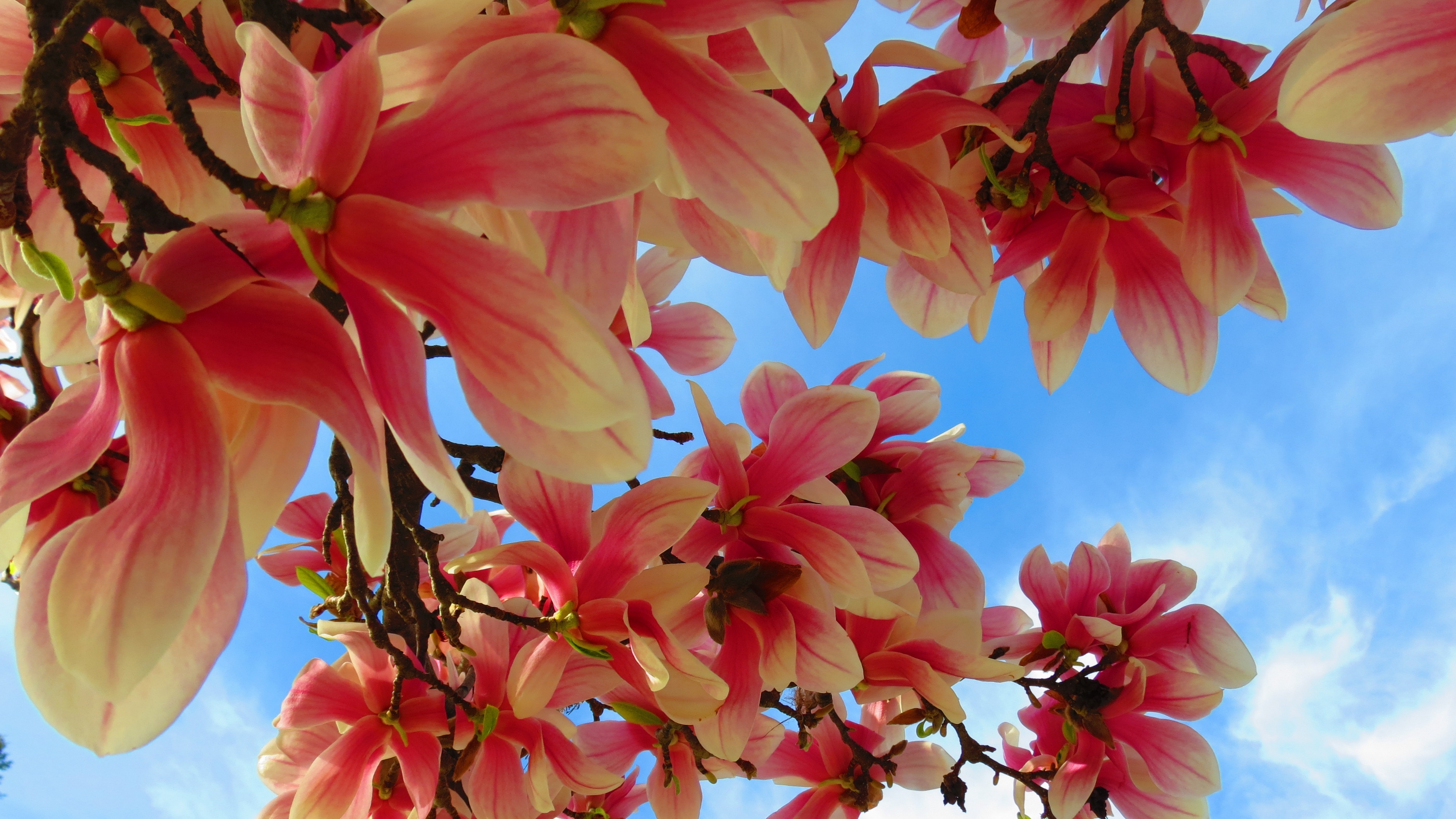 flowers branch sky 4k 1540065051