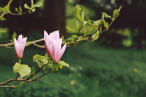 flowers branches bloom blur garden 4k 1540064552