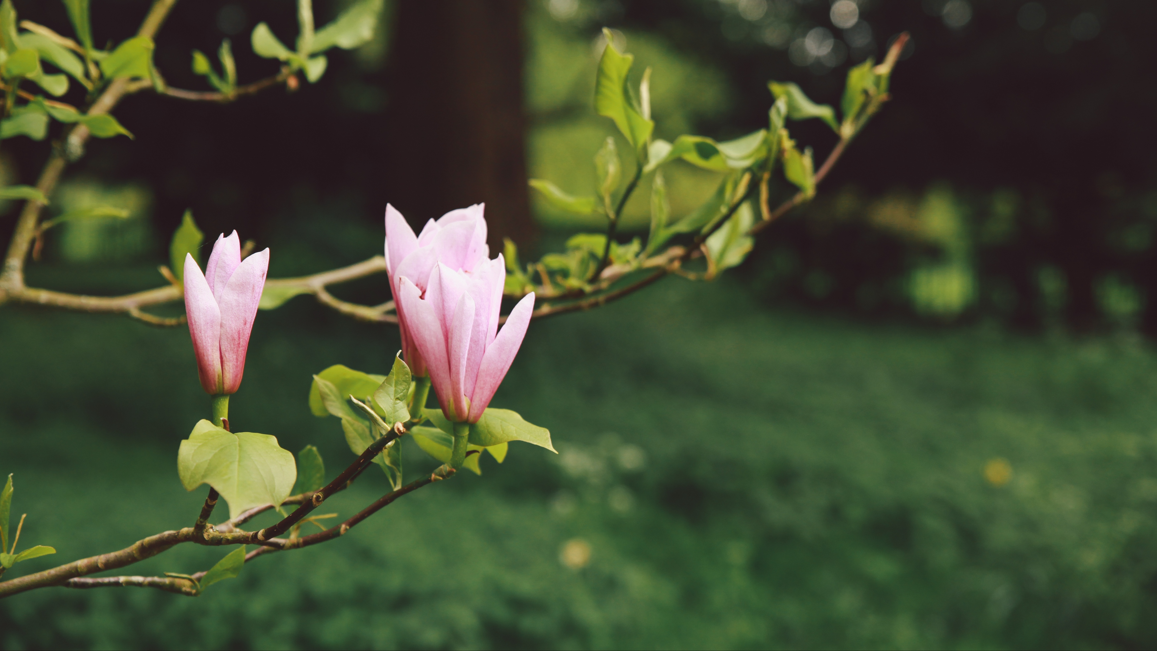 flowers branches bloom blur garden 4k 1540064552