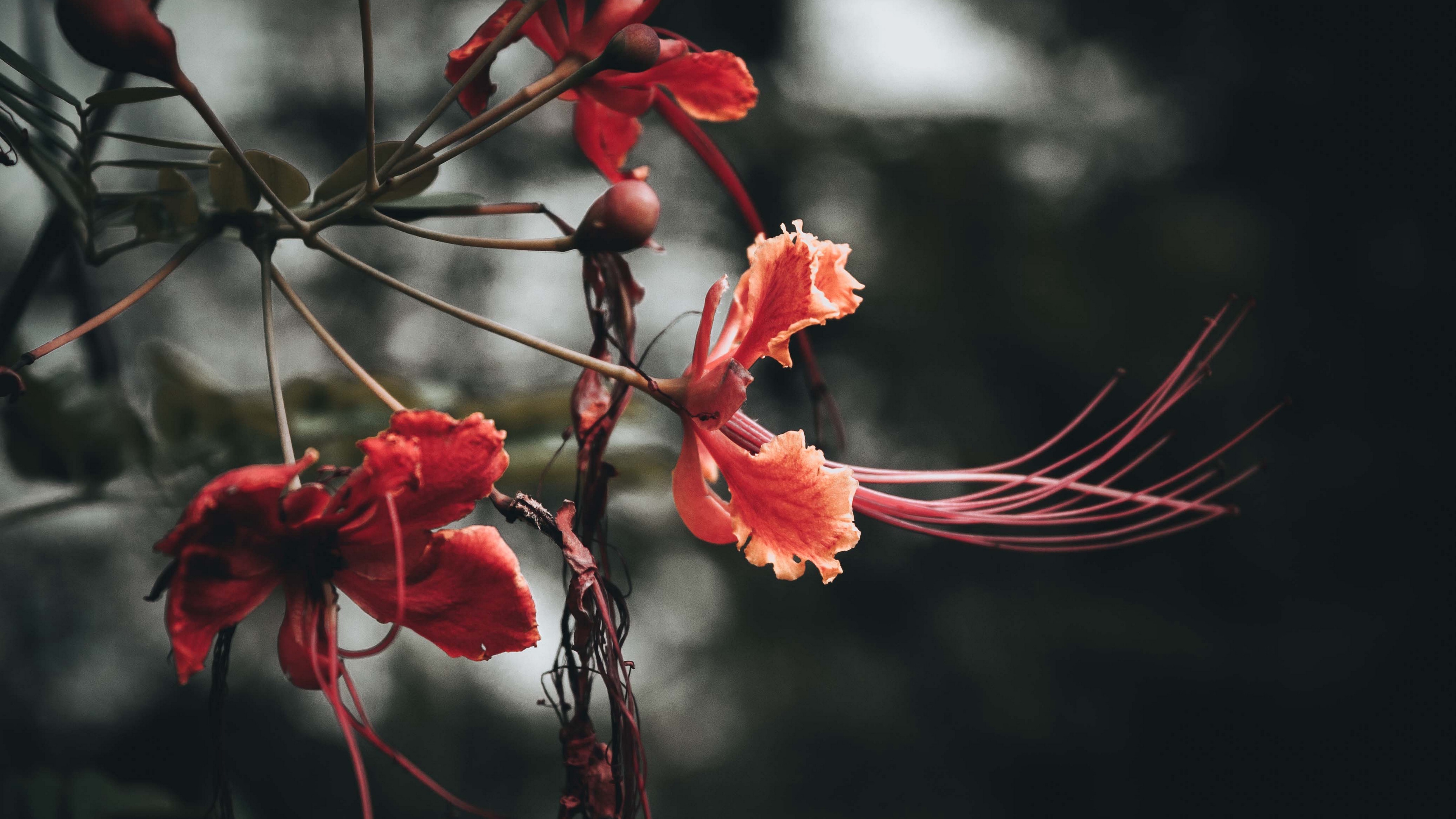 flowers branches buds leaves 4k 1540064349