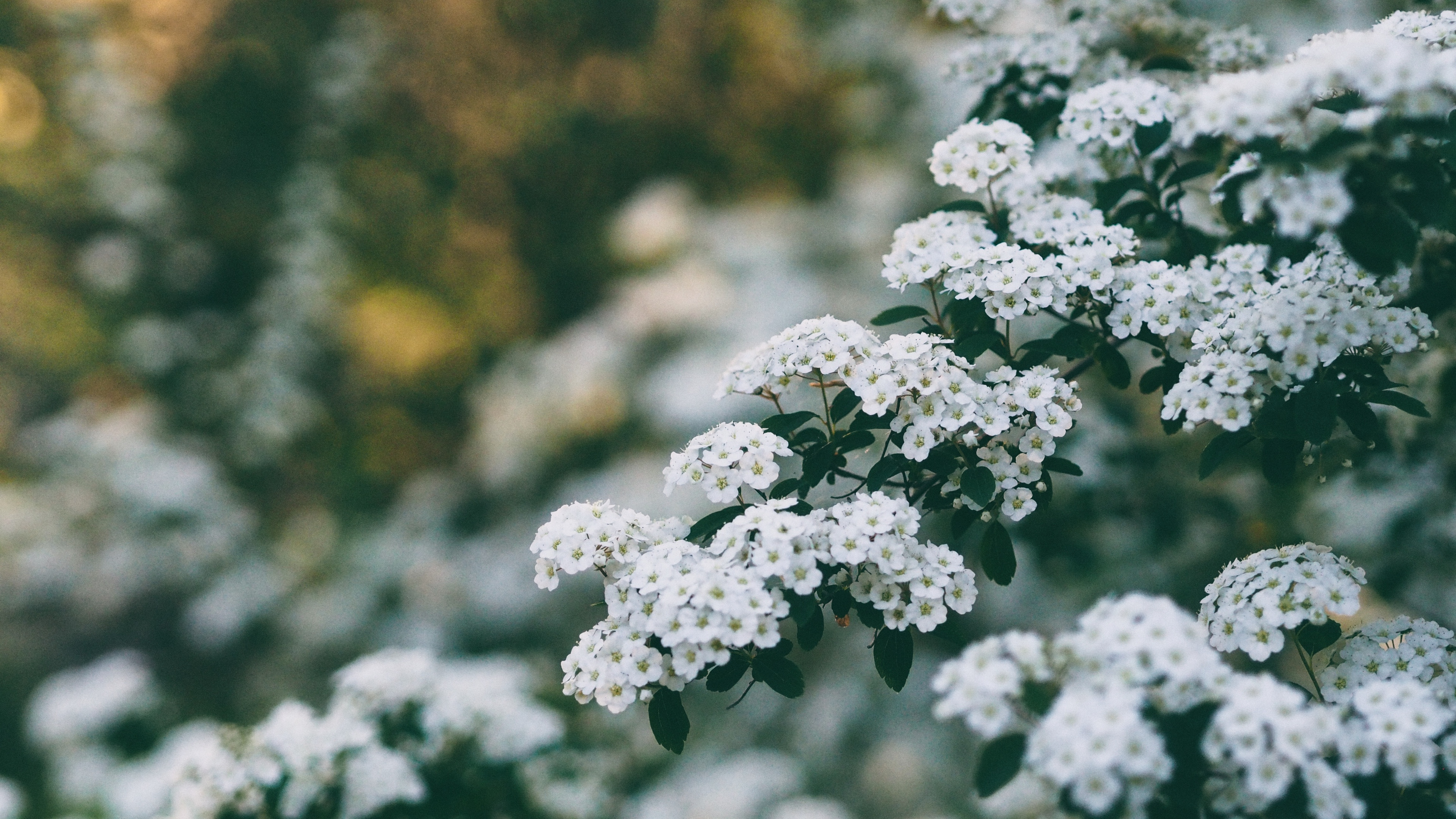 flowers bush branch bloom spring 4k 1540064352