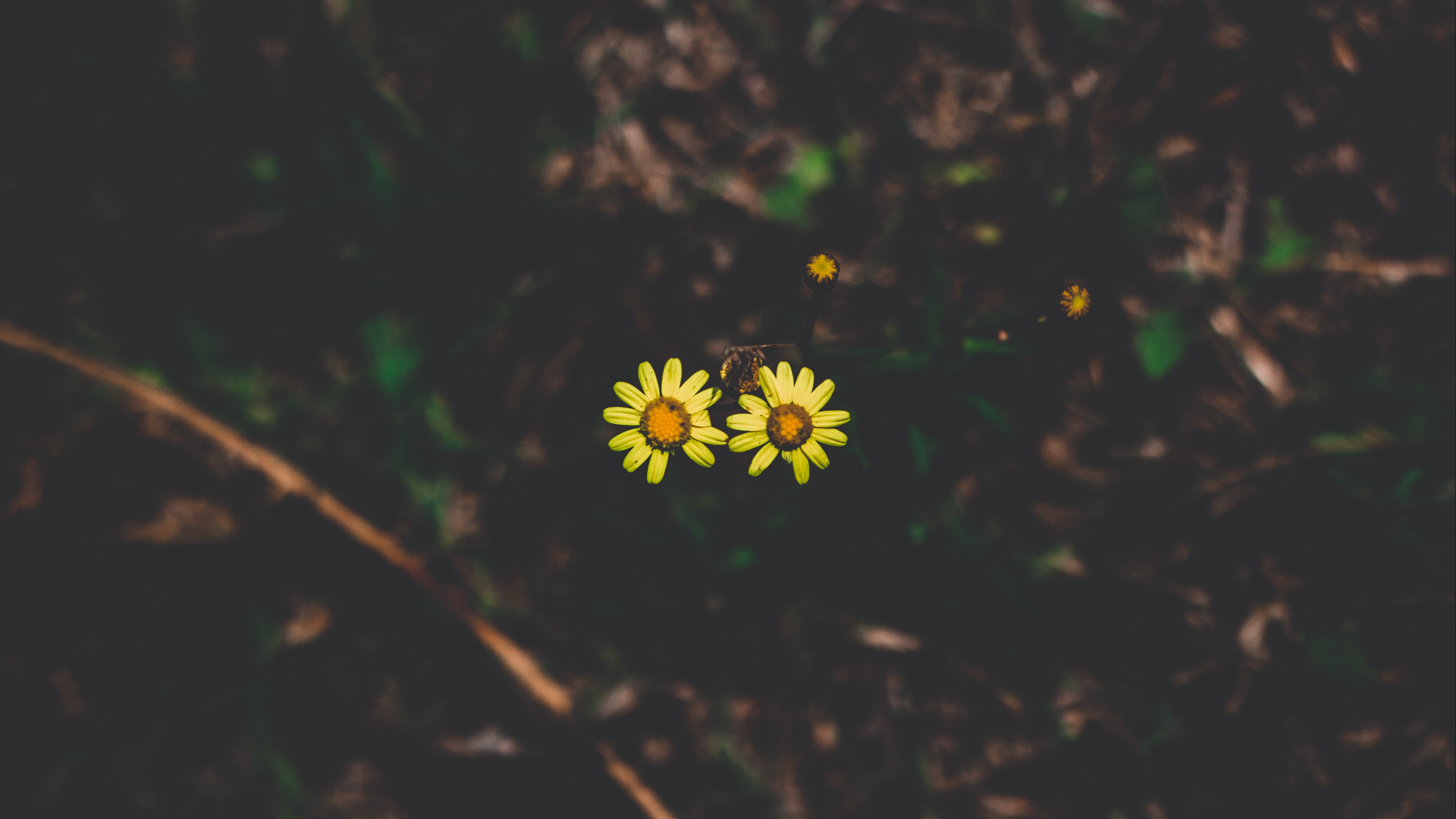 flowers couple stem dark background 4k 1540574382