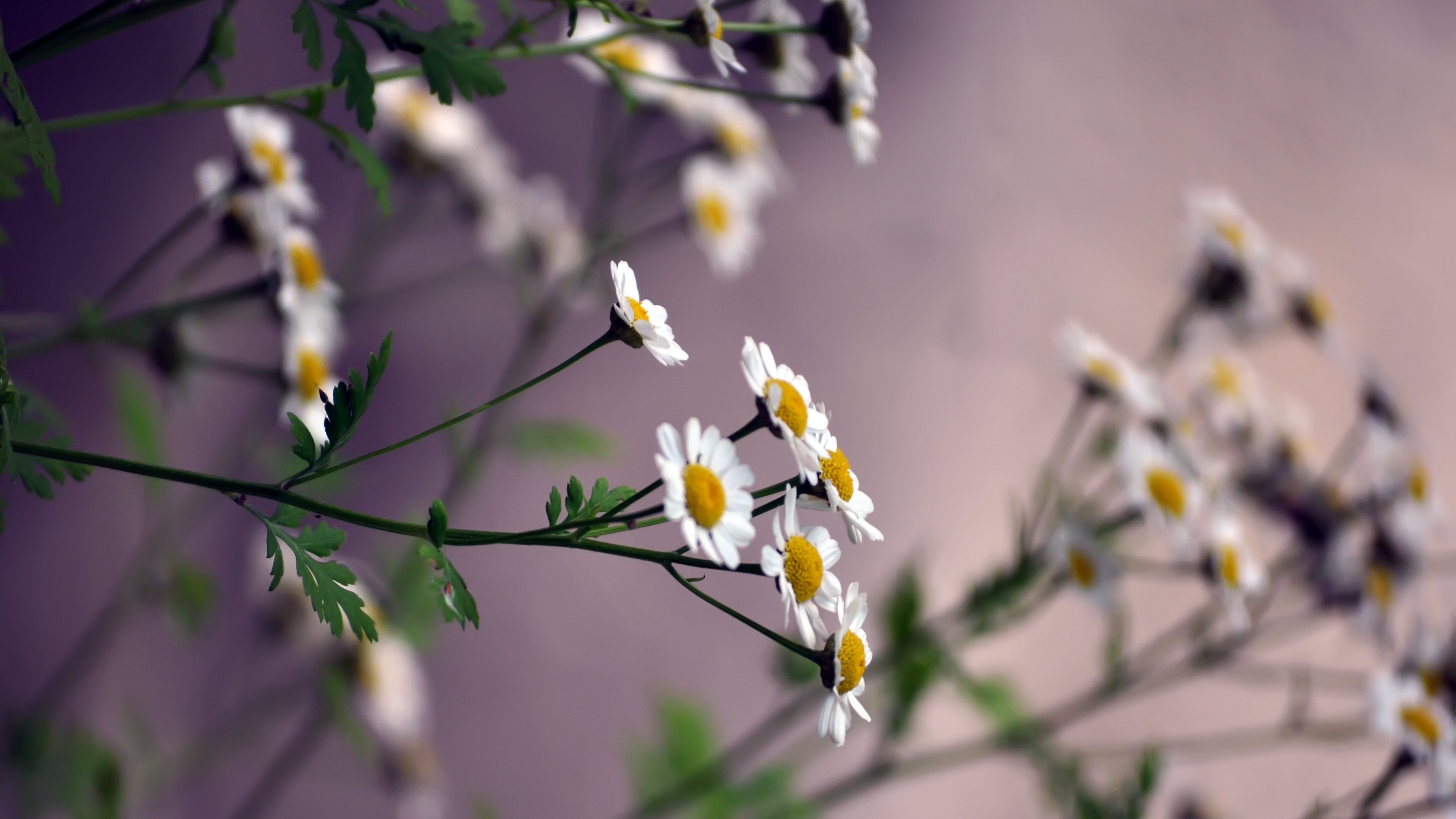 flowers daisies blurring 4k 1540065261