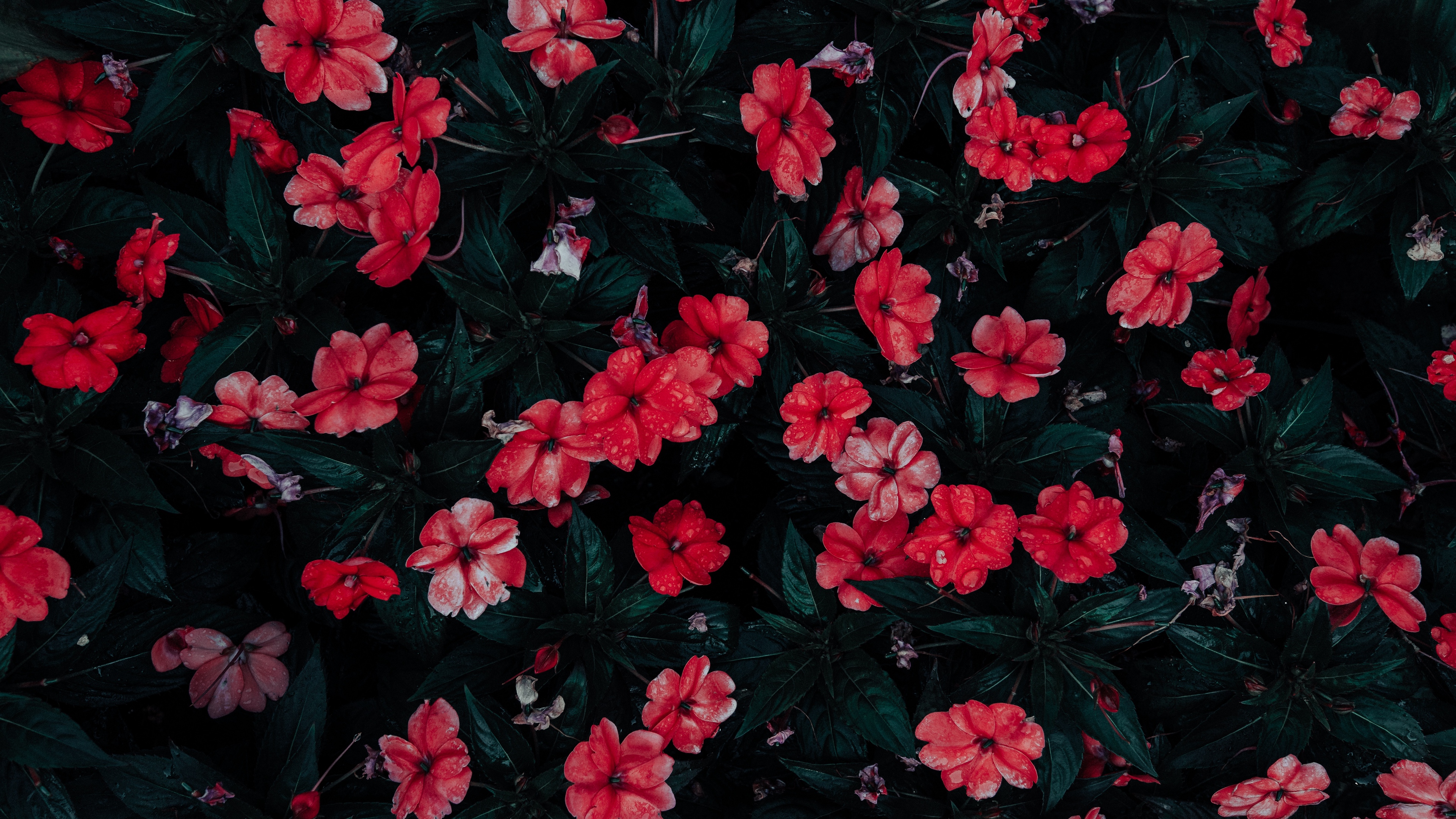 flowers drops red bloom flowerbed 4k 1540064912