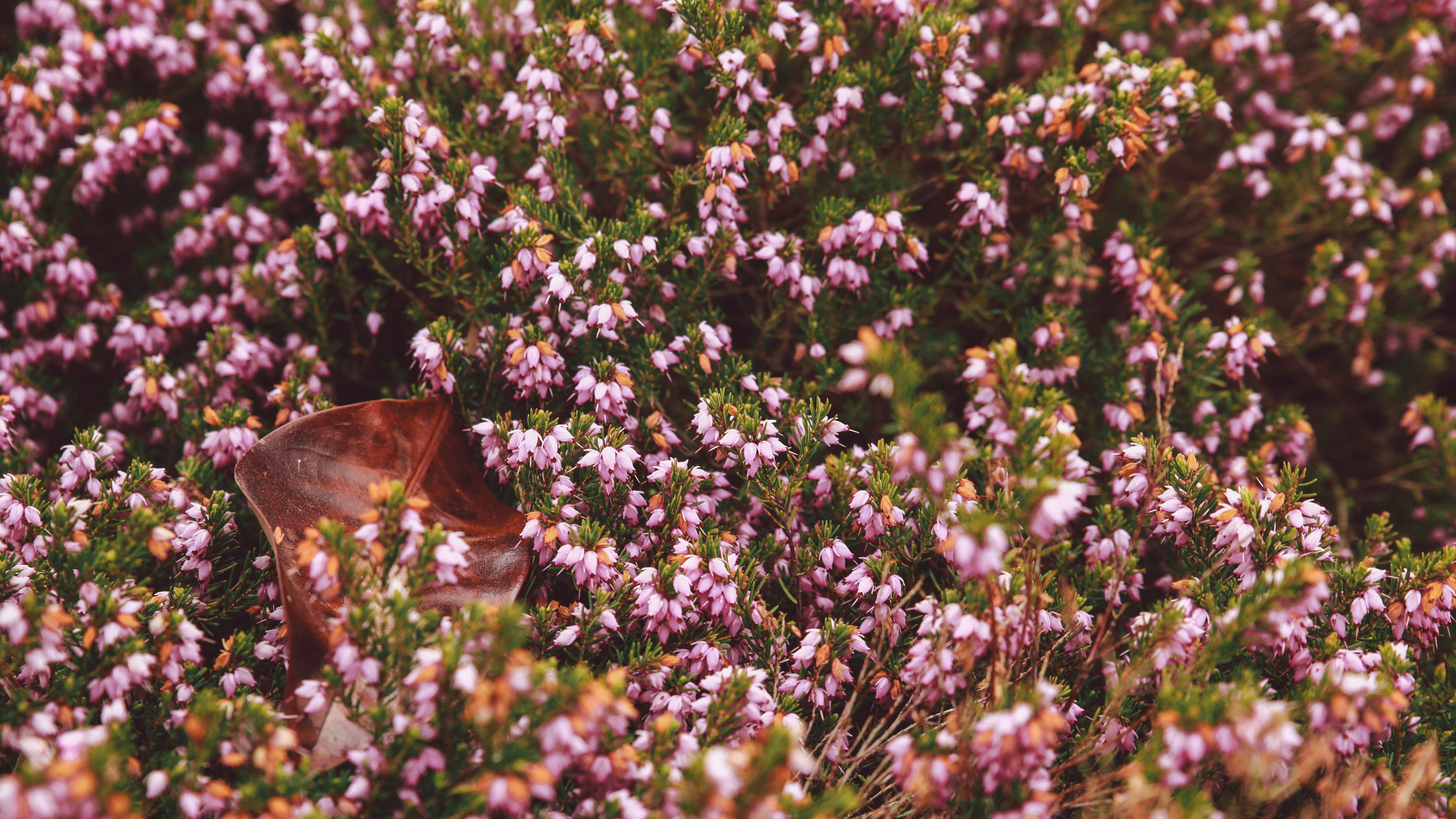 flowers garden flowerbed autumn 4k 1540064151