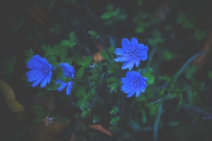 flowers grass blue 4k 1540574458