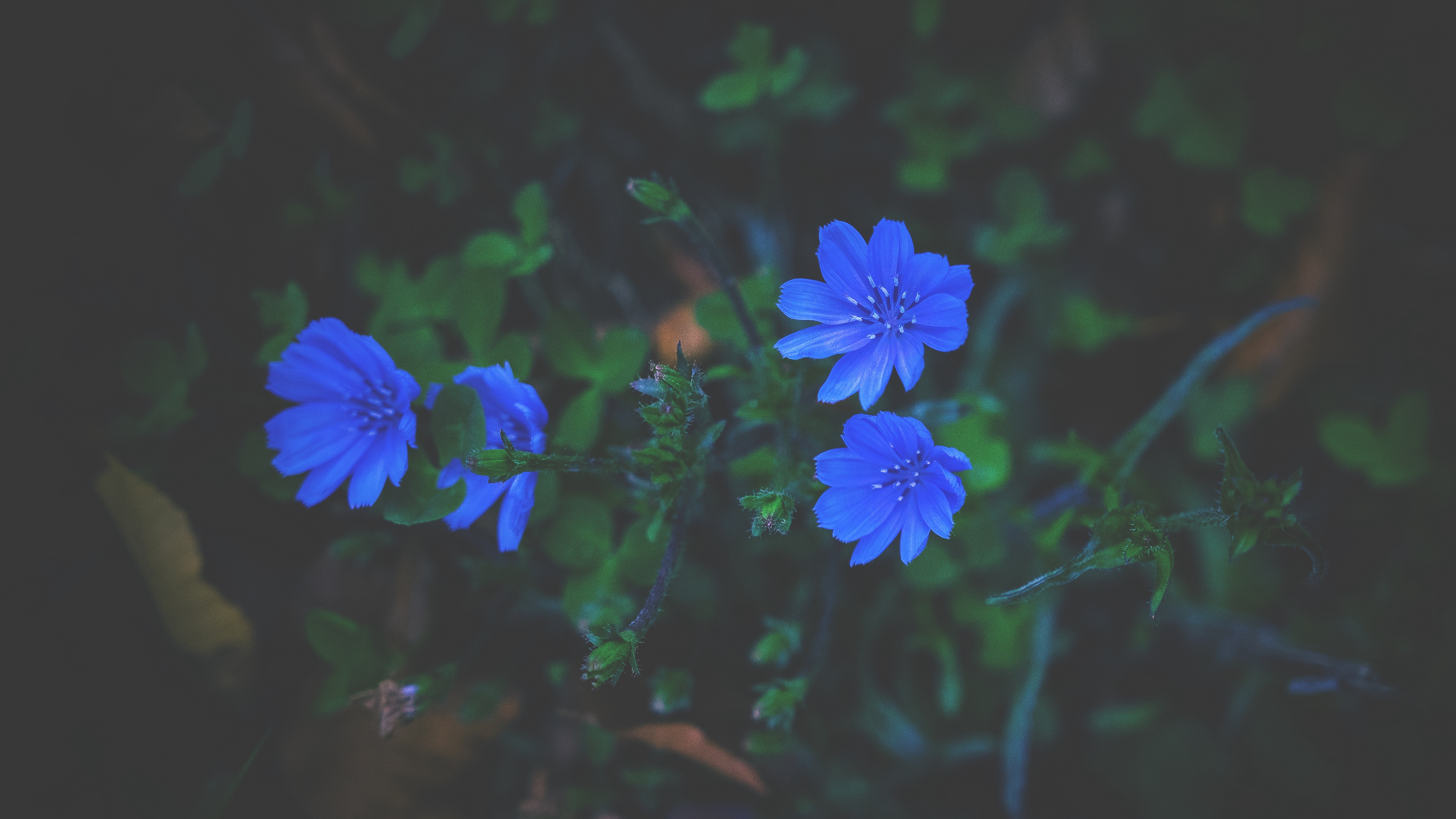 flowers grass blue 4k 1540574458