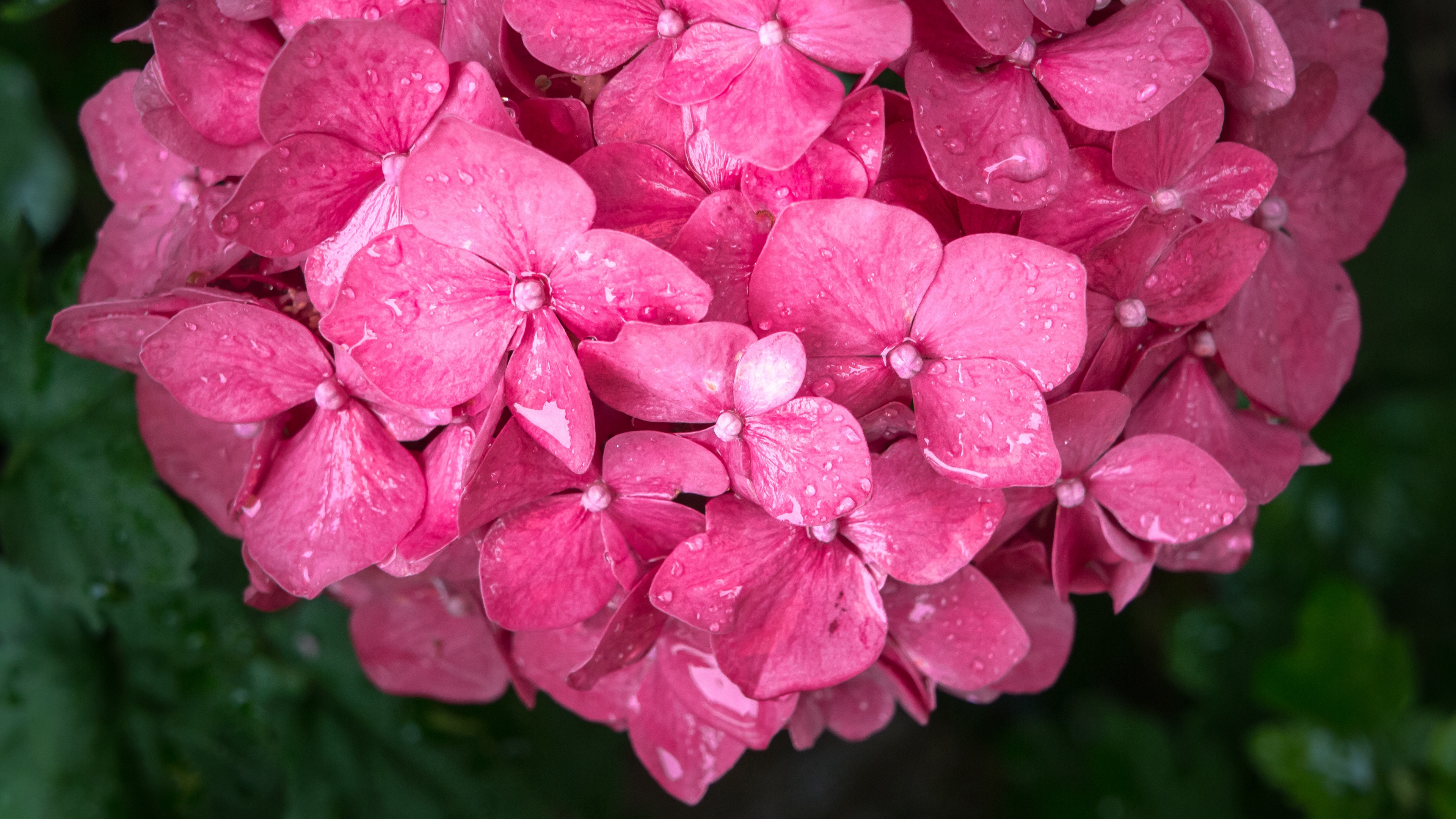 flowers petals pink drops 4k 1540064725