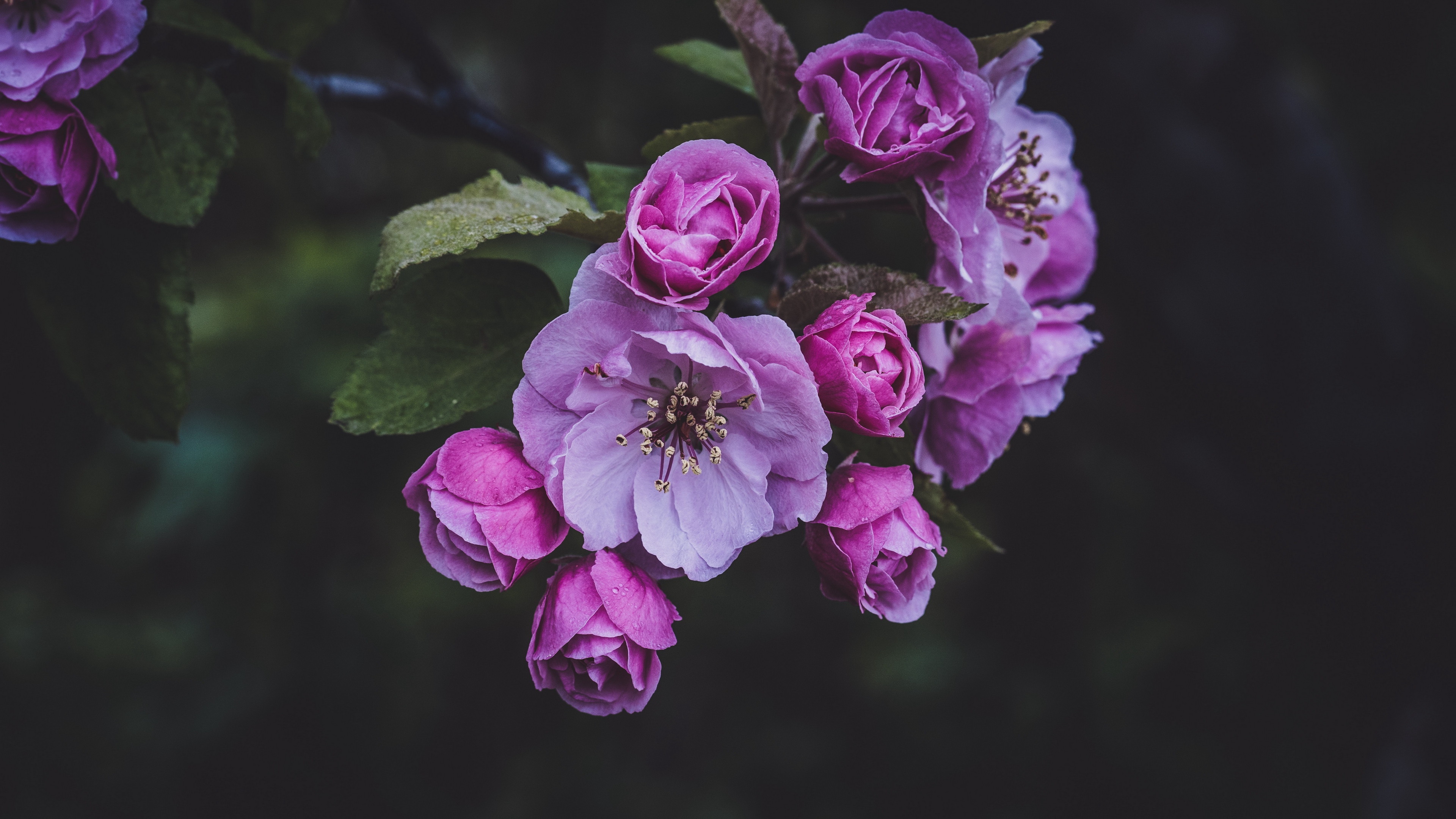 flowers pink spring bloom 4k 1540064946