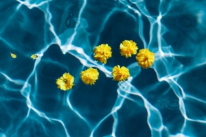 flowers water pool transparent 4k 1540064493