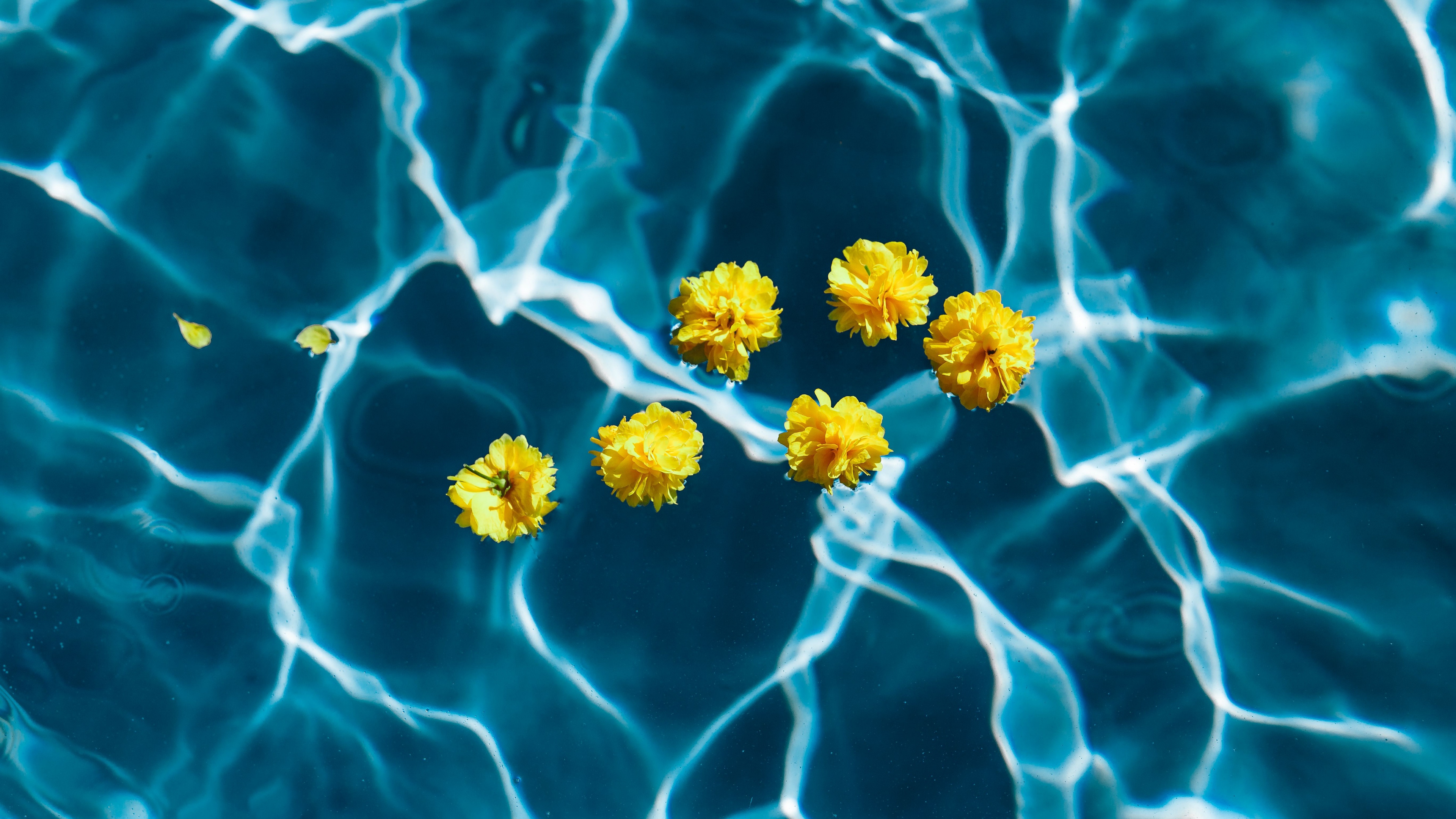 flowers water pool transparent 4k 1540064493