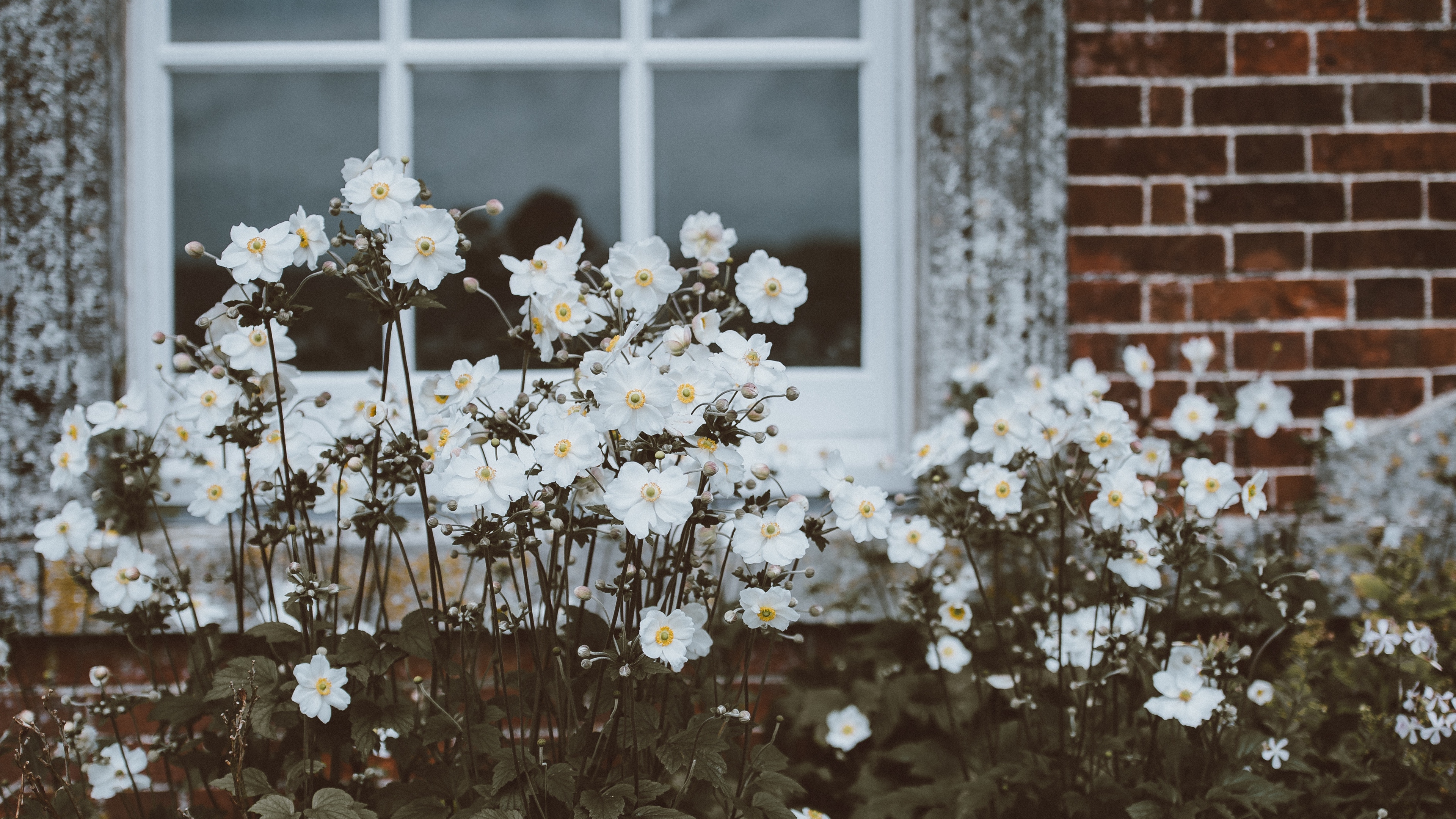 flowers window flower bed 4k 1540064419