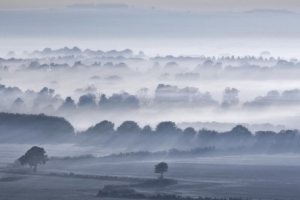 fog trees 4k 1540131540