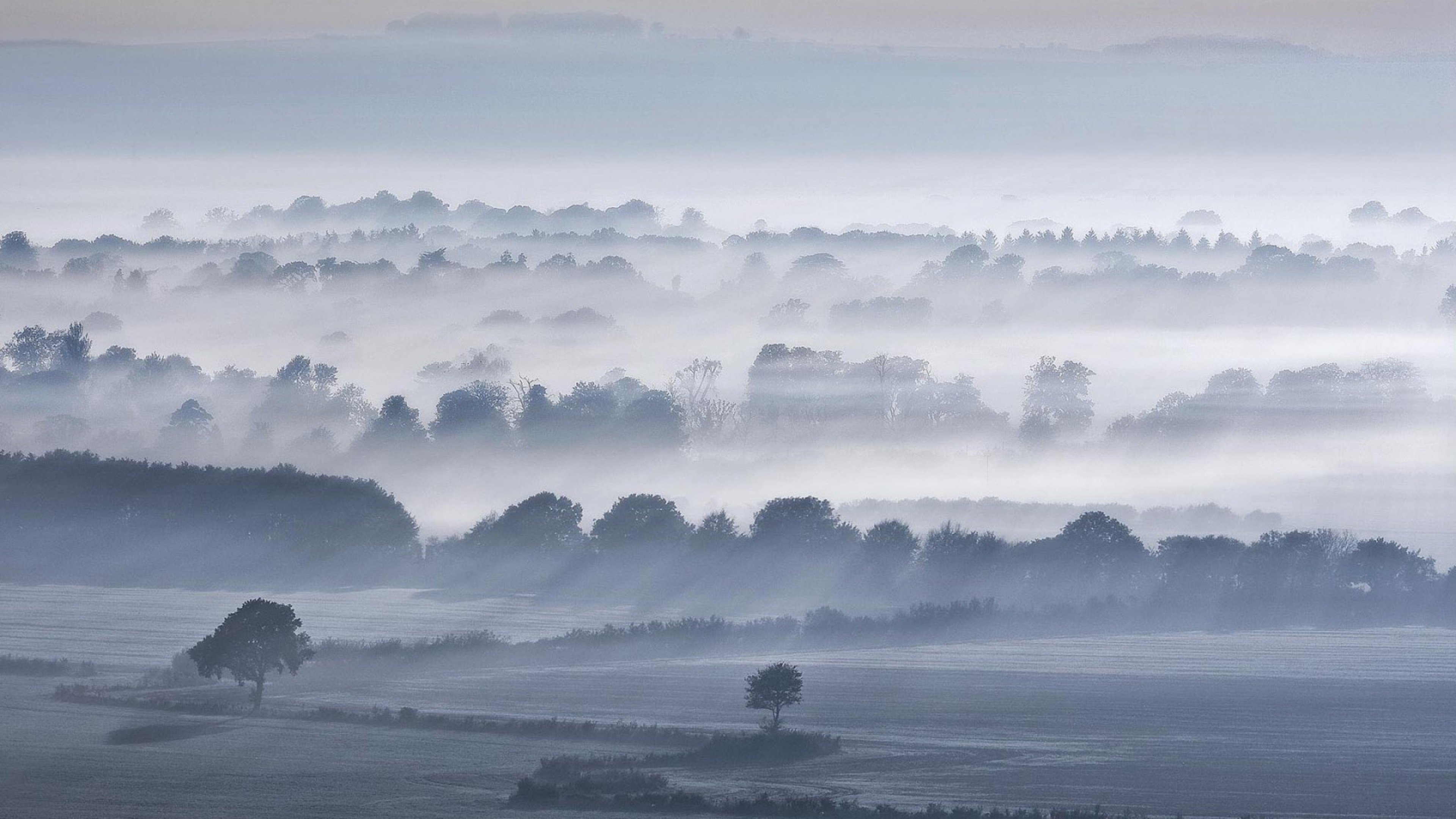 fog trees 4k 1540131540