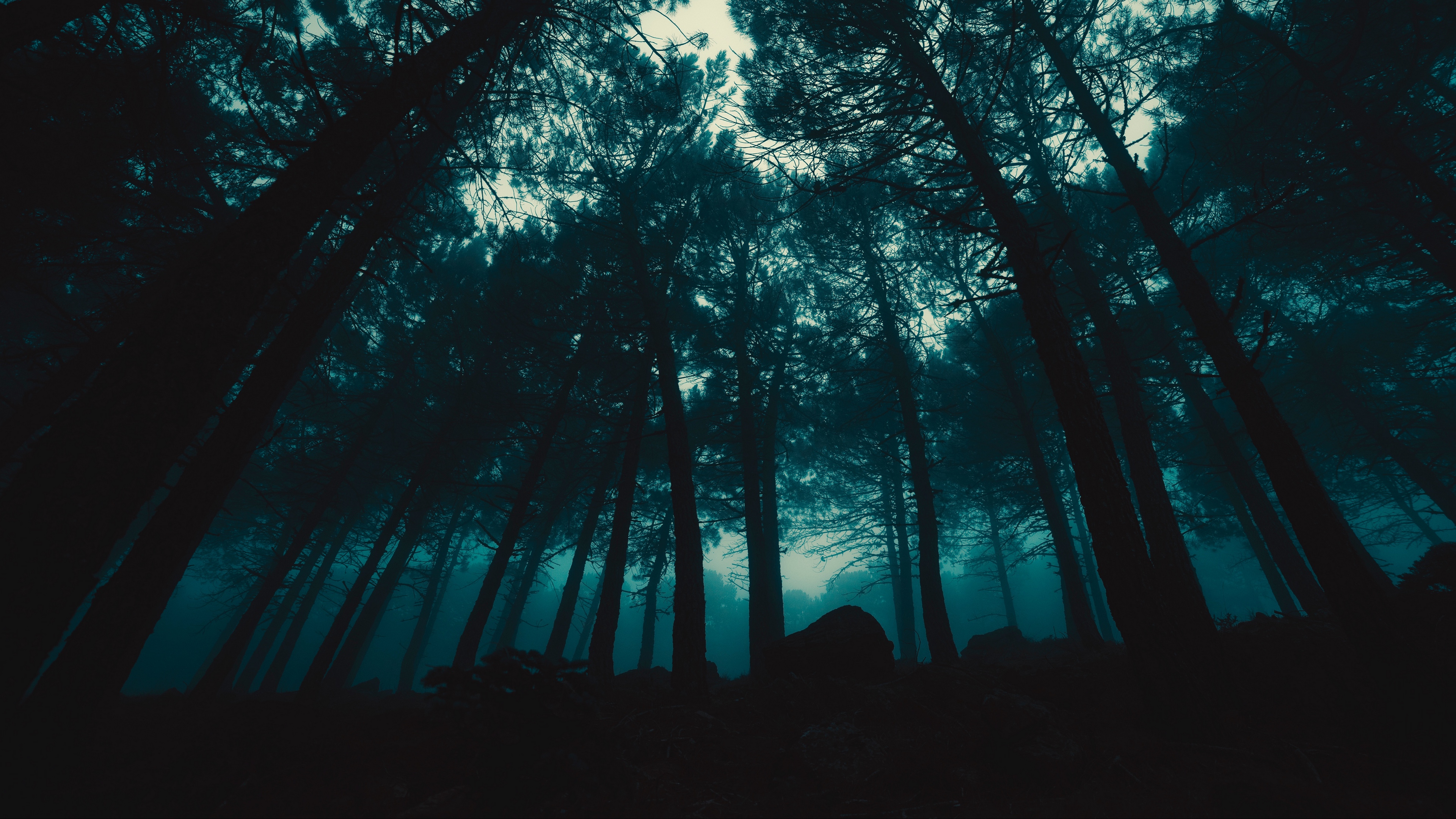 forest fog trees evening 4k 1540576411