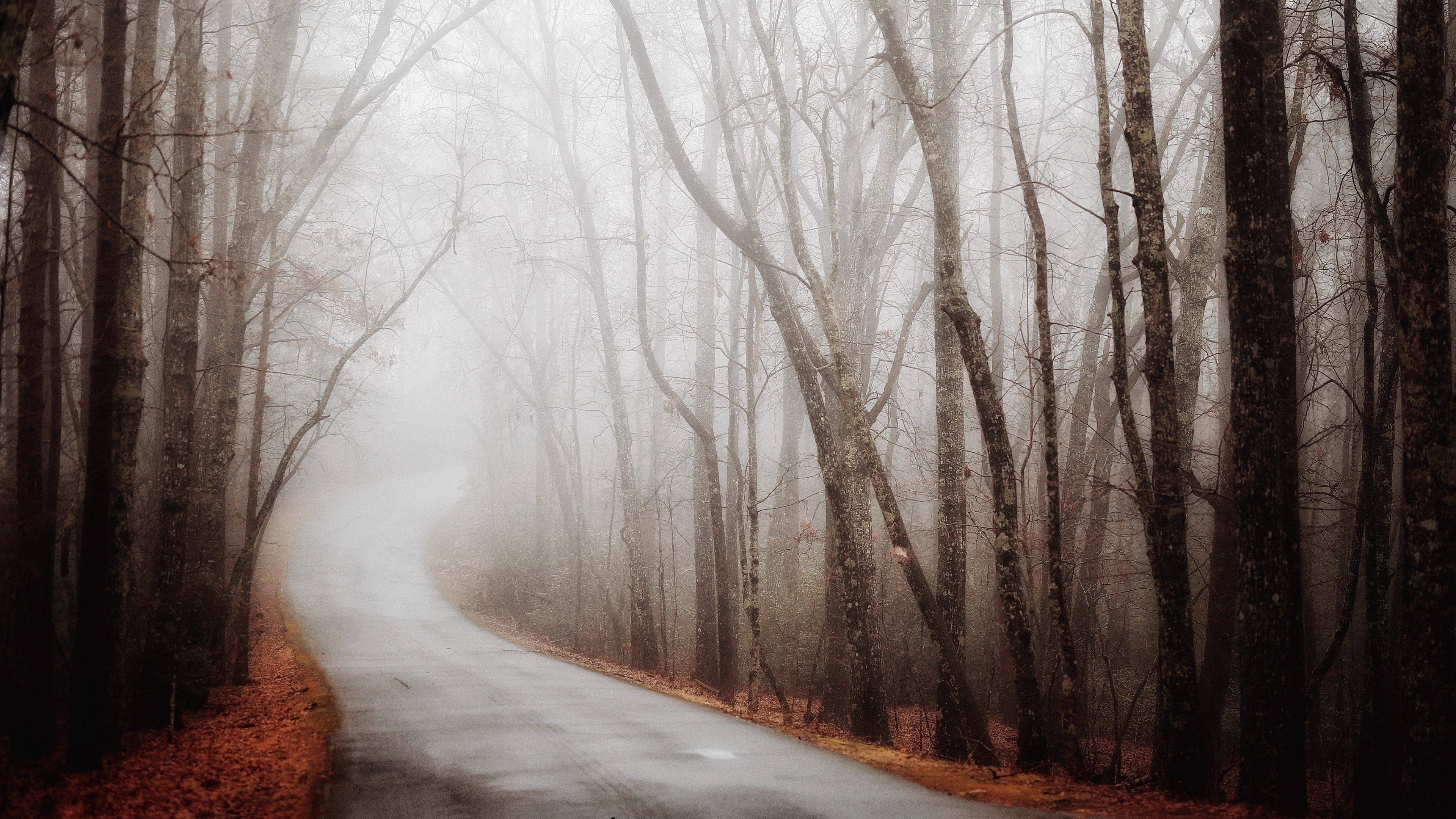 forest road fog autumn turn 4k 1540145432