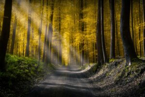 forests roads rays of light 4k 1540133785